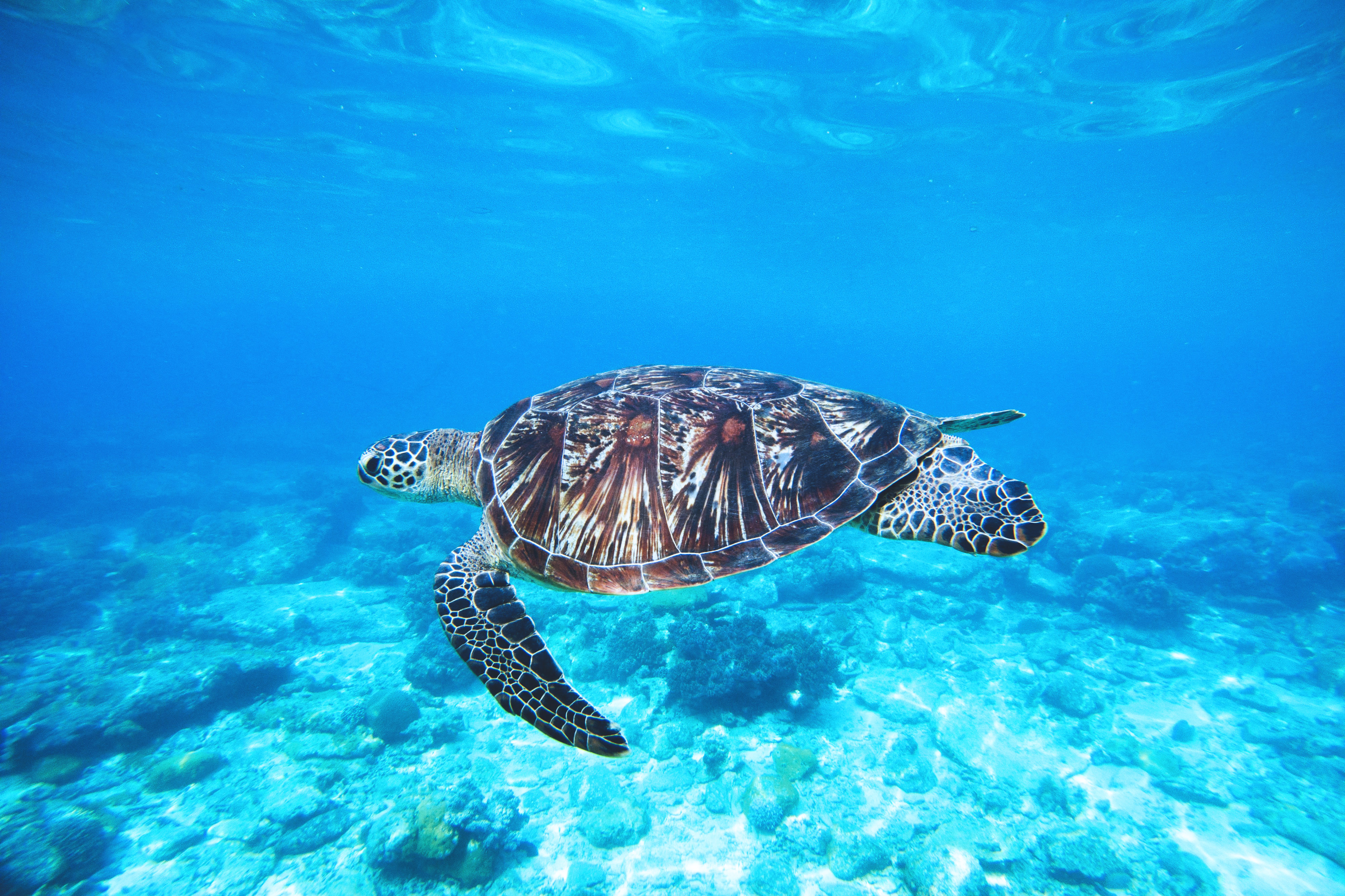 Ocean Turtle Free Photo - ISO Republic