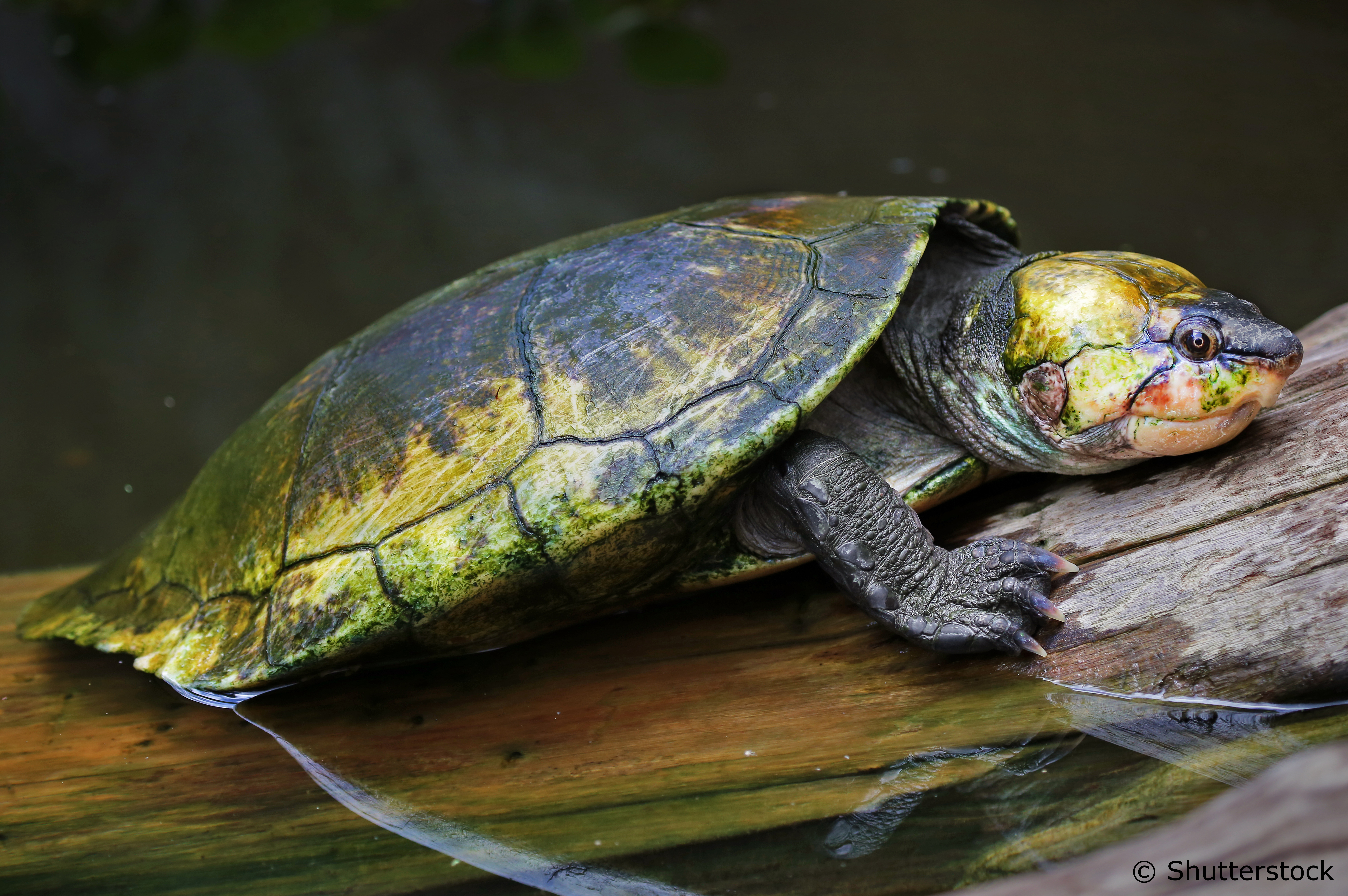 Madagascar Big-headed Turtle | Erymnochelys madagascariensis