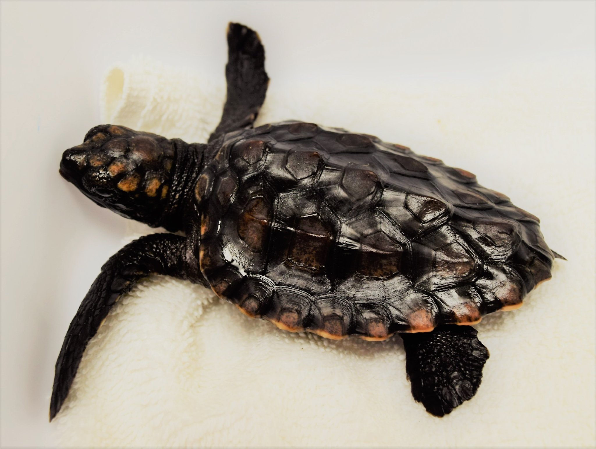 Donate $100 to the Georgia Sea Turtle Center - Jekyll Island Online ...