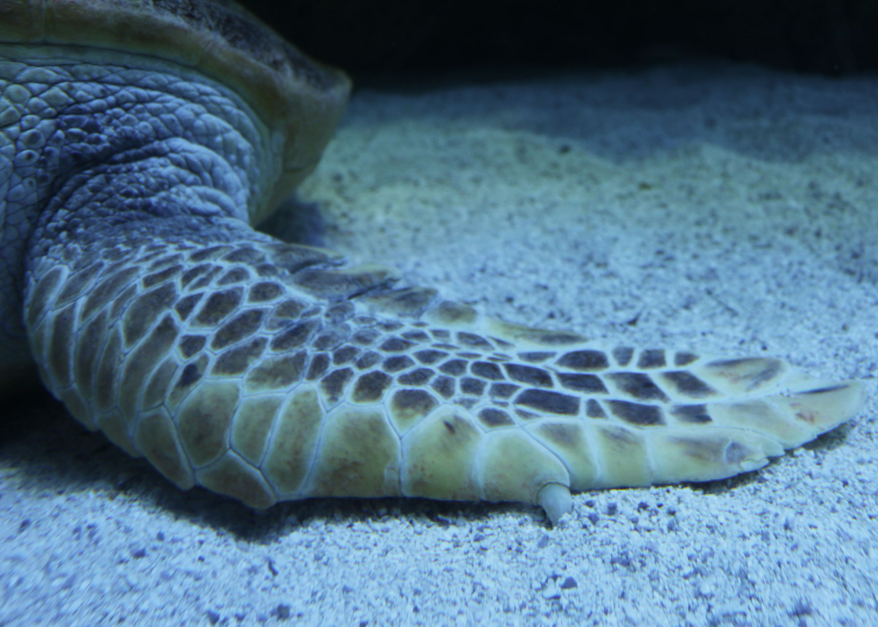 Why do sea turtles have claws? - New England Aquarium