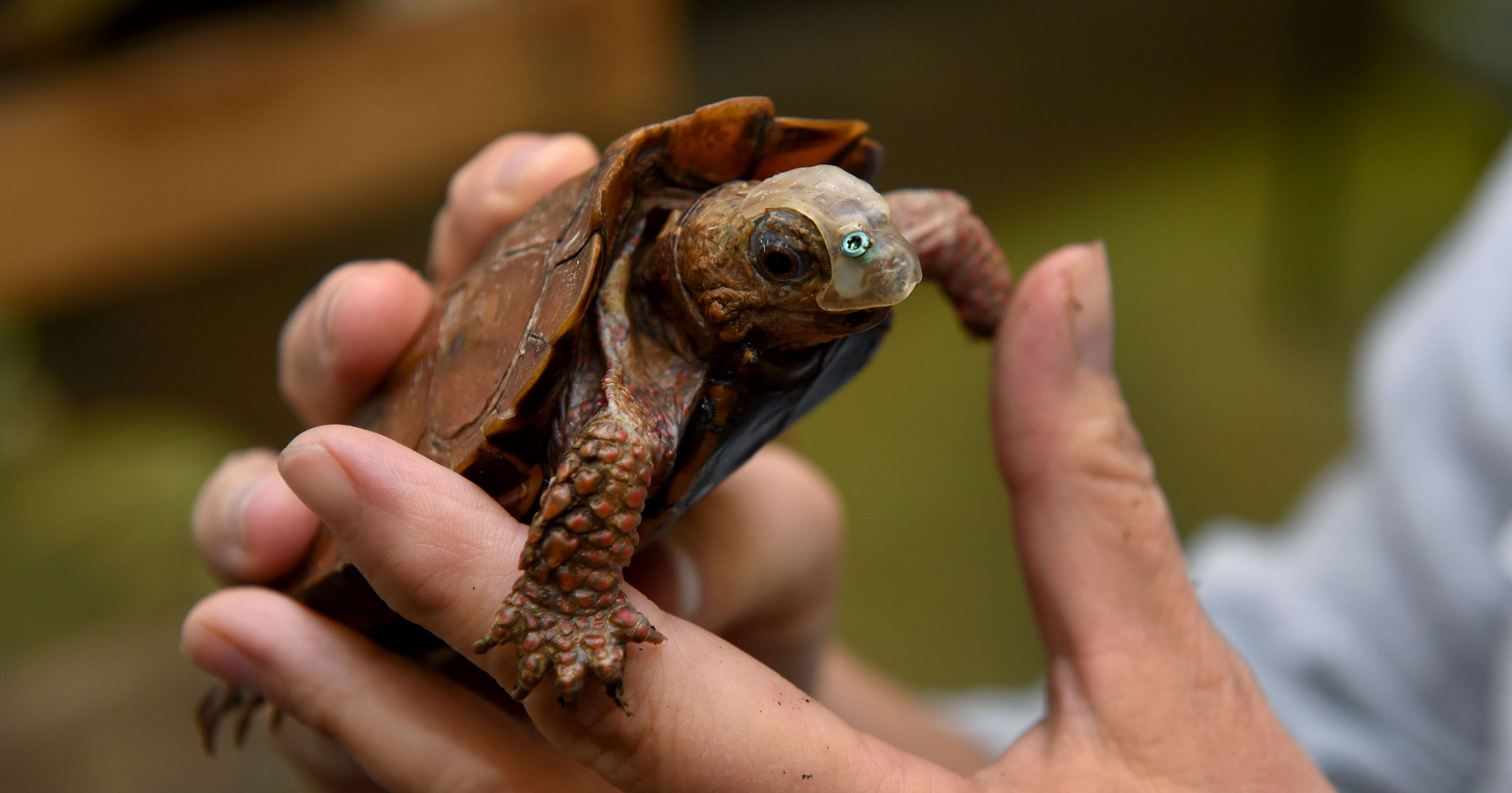 Tiny Zoo Knoxville turtle wears 3-D printed mask to cover hole in face
