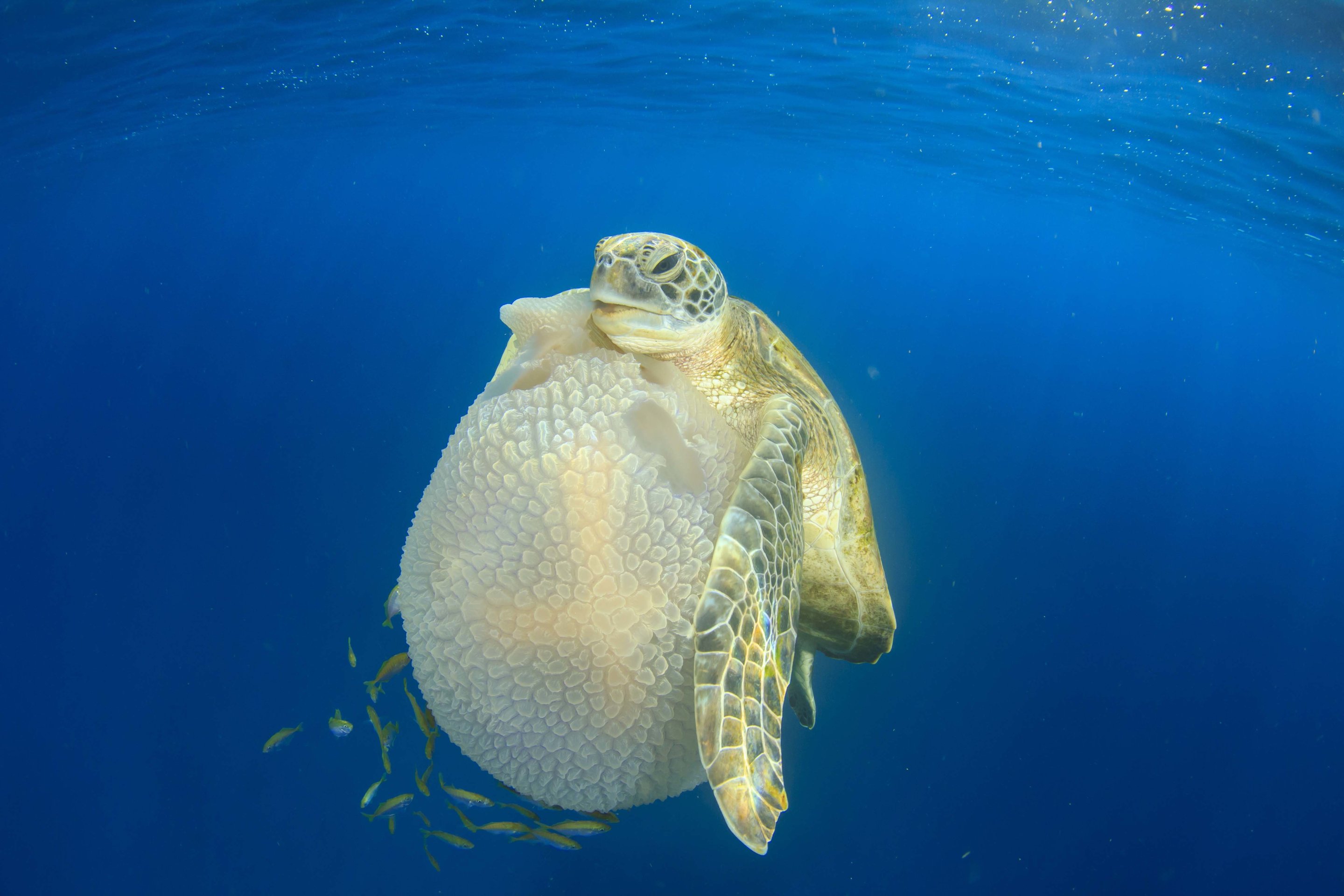 Sea Turtles Use Their Flippers to Handle Food Too