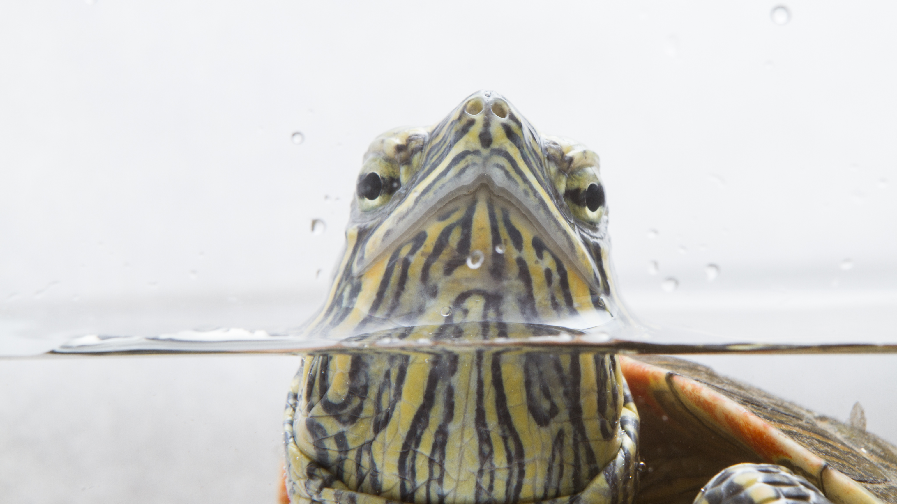 Five facts you probably didn't know about painted turtles ...