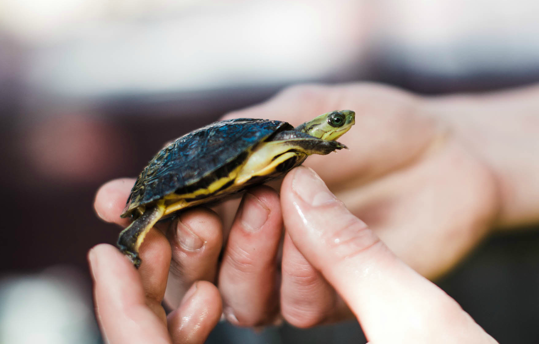 Hang Out with Hundreds of Turtles as This Local Sanctuary Opens to ...