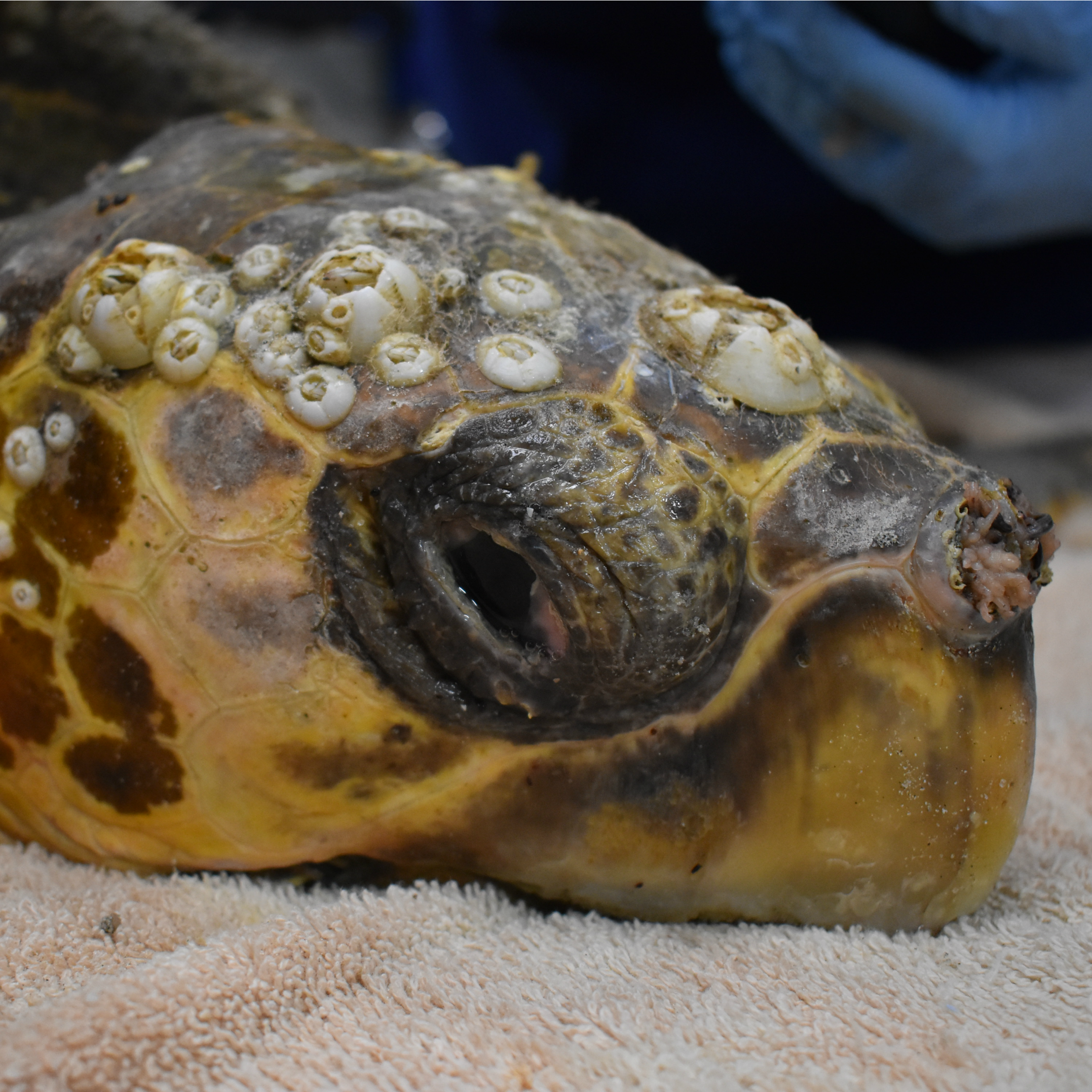 Sea Turtle Care Center™ - South Carolina Aquarium