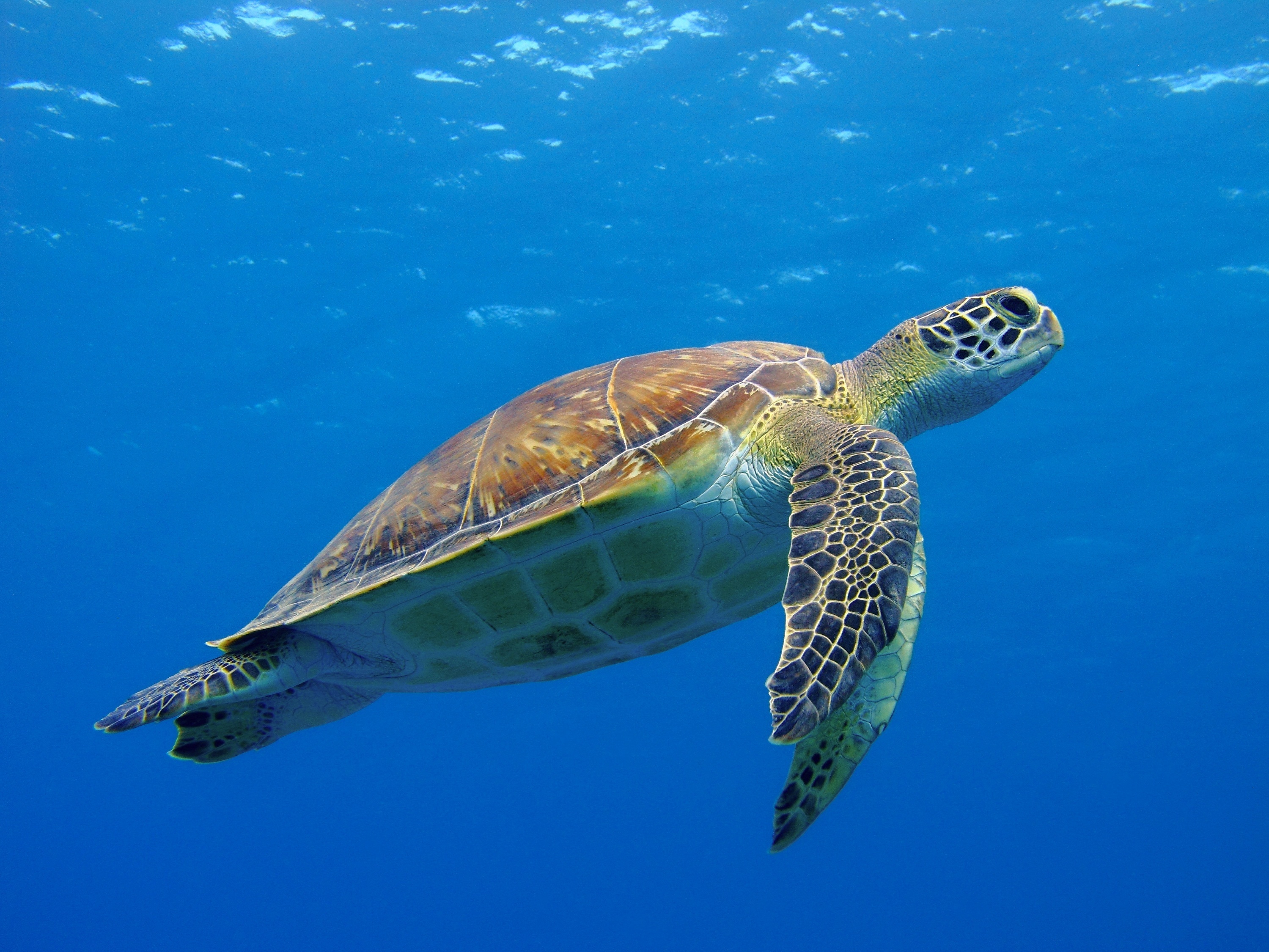 New species of ancient sea turtle discovered among fossils • Earth.com