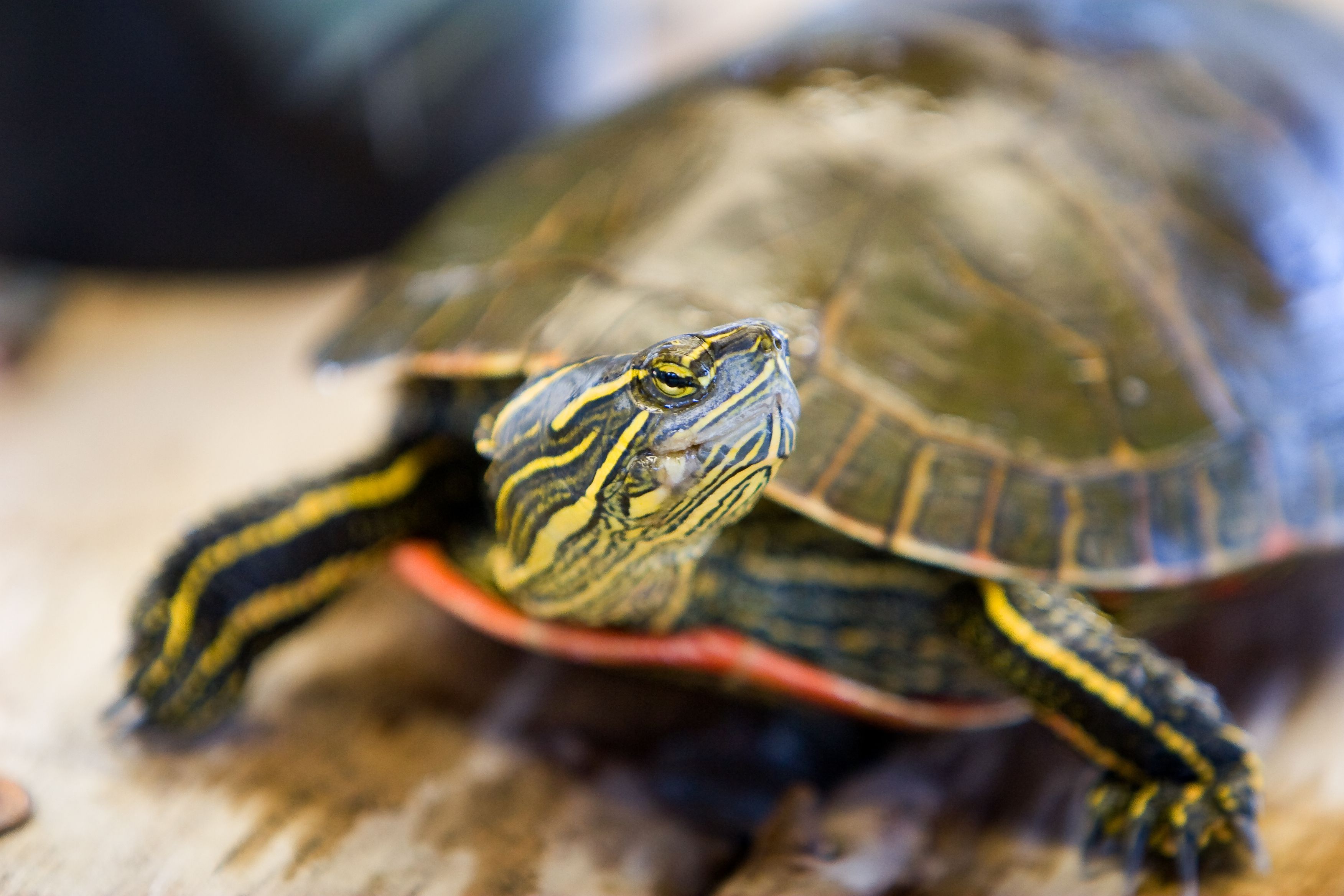 Should You Keep a Wild Turtle?
