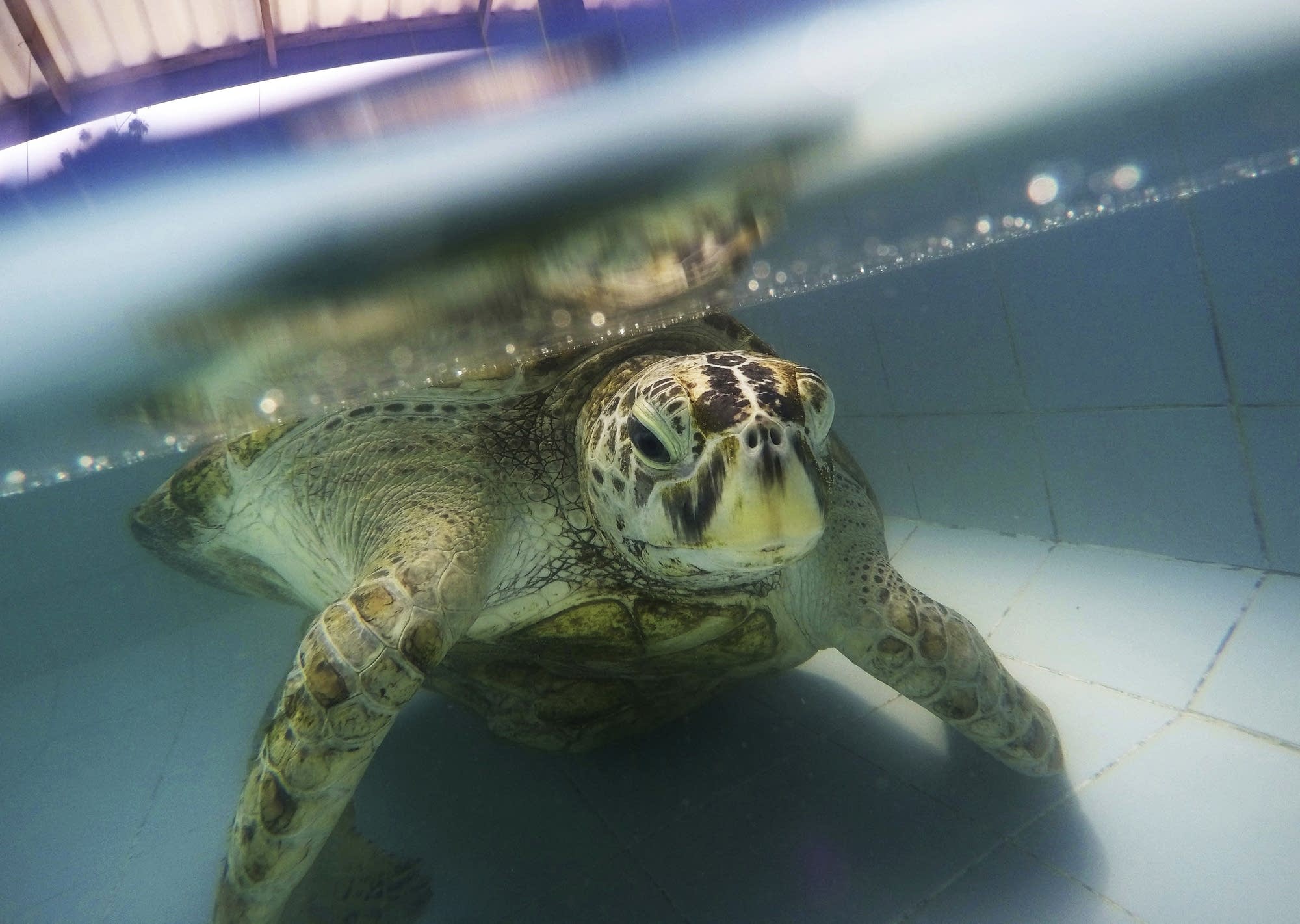 Thailand's coin-eating turtle dies of intestinal blockage ...
