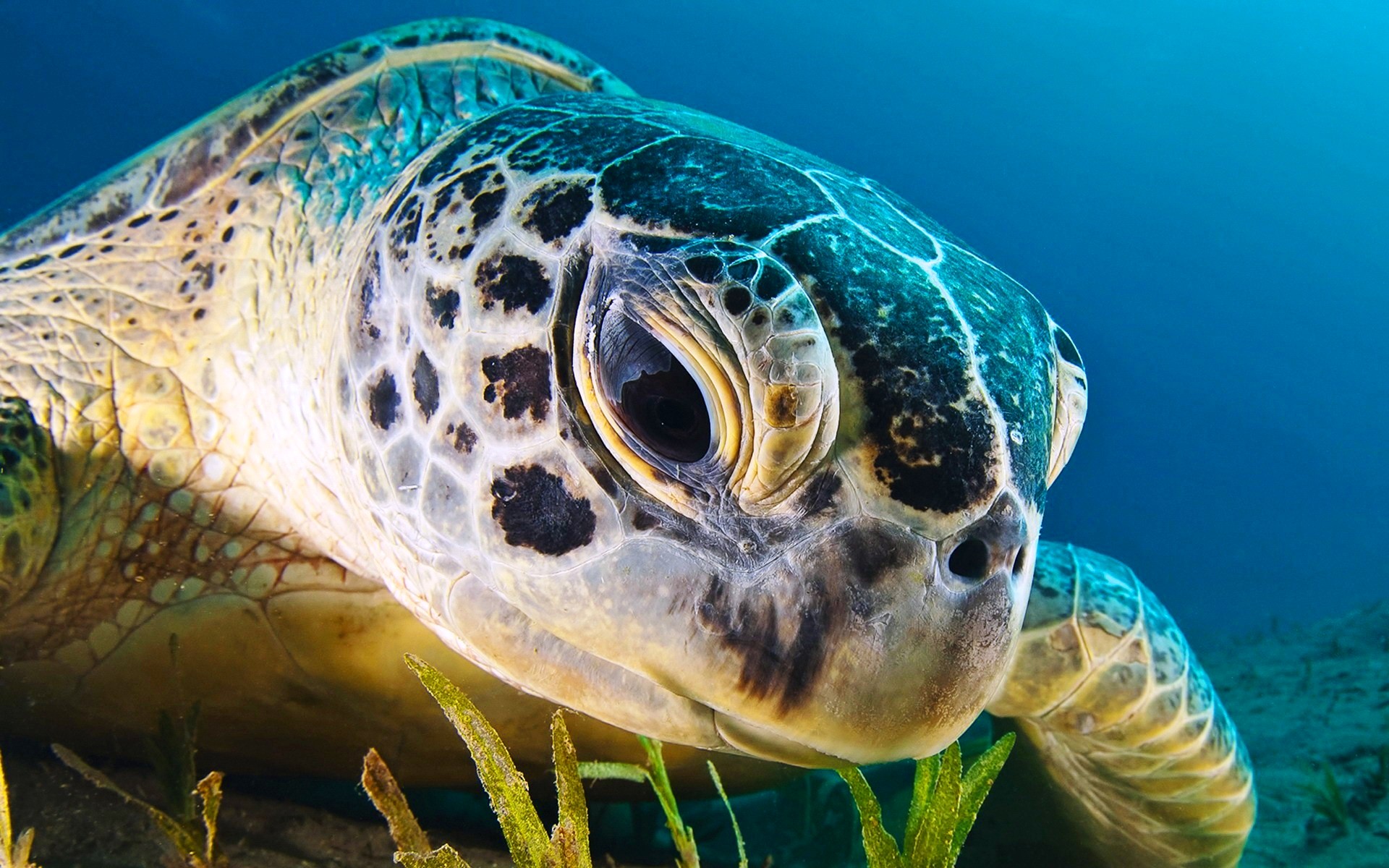 Extreme close up of a sea turtle - Imgur