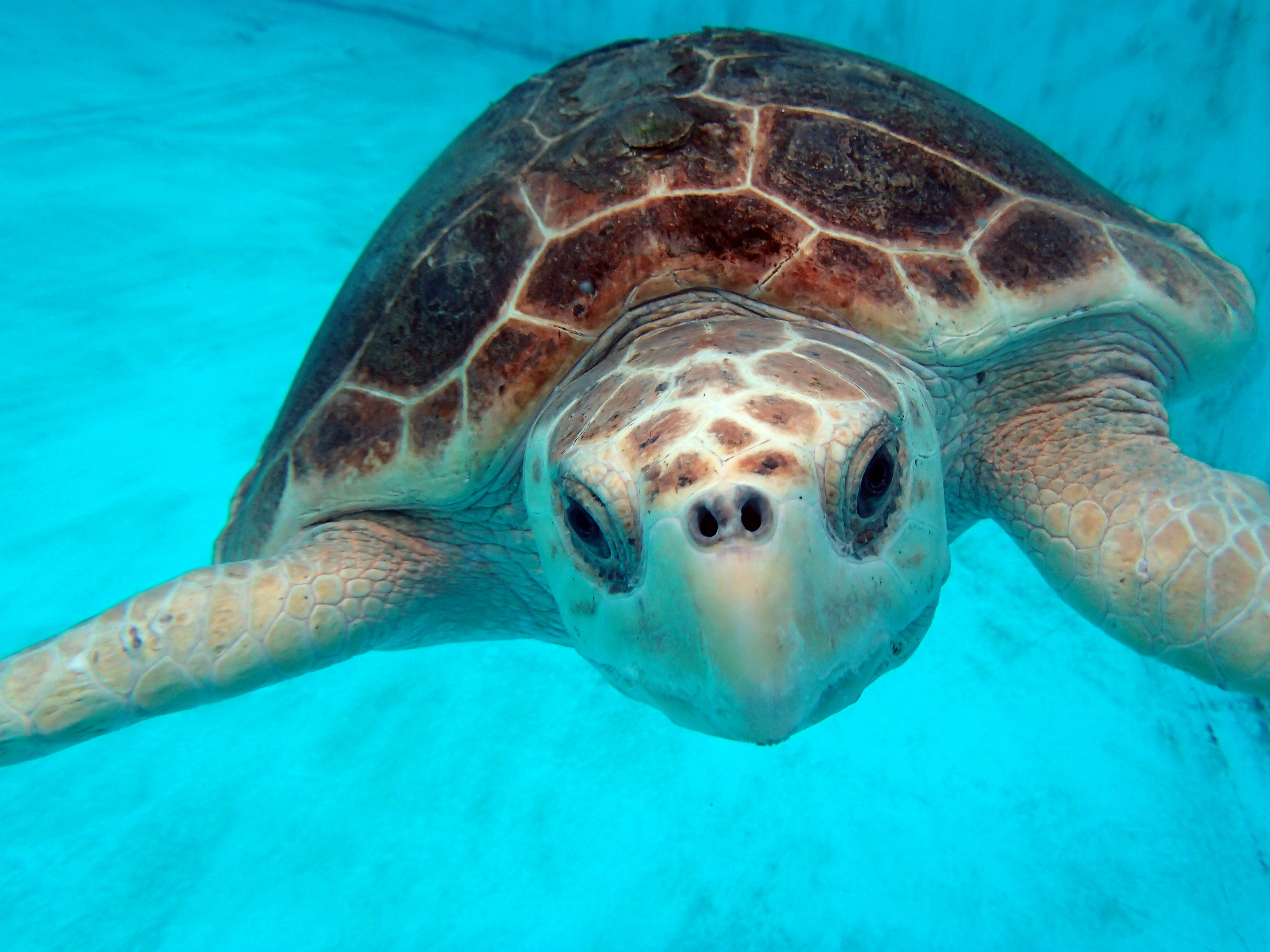 File:Turtle close up.jpg - Wikimedia Commons