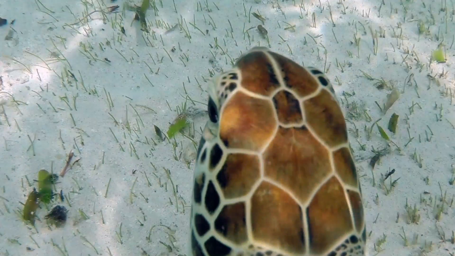 Closeup swimming with a sea turtle in the Caribbean Sea. 1080p ...