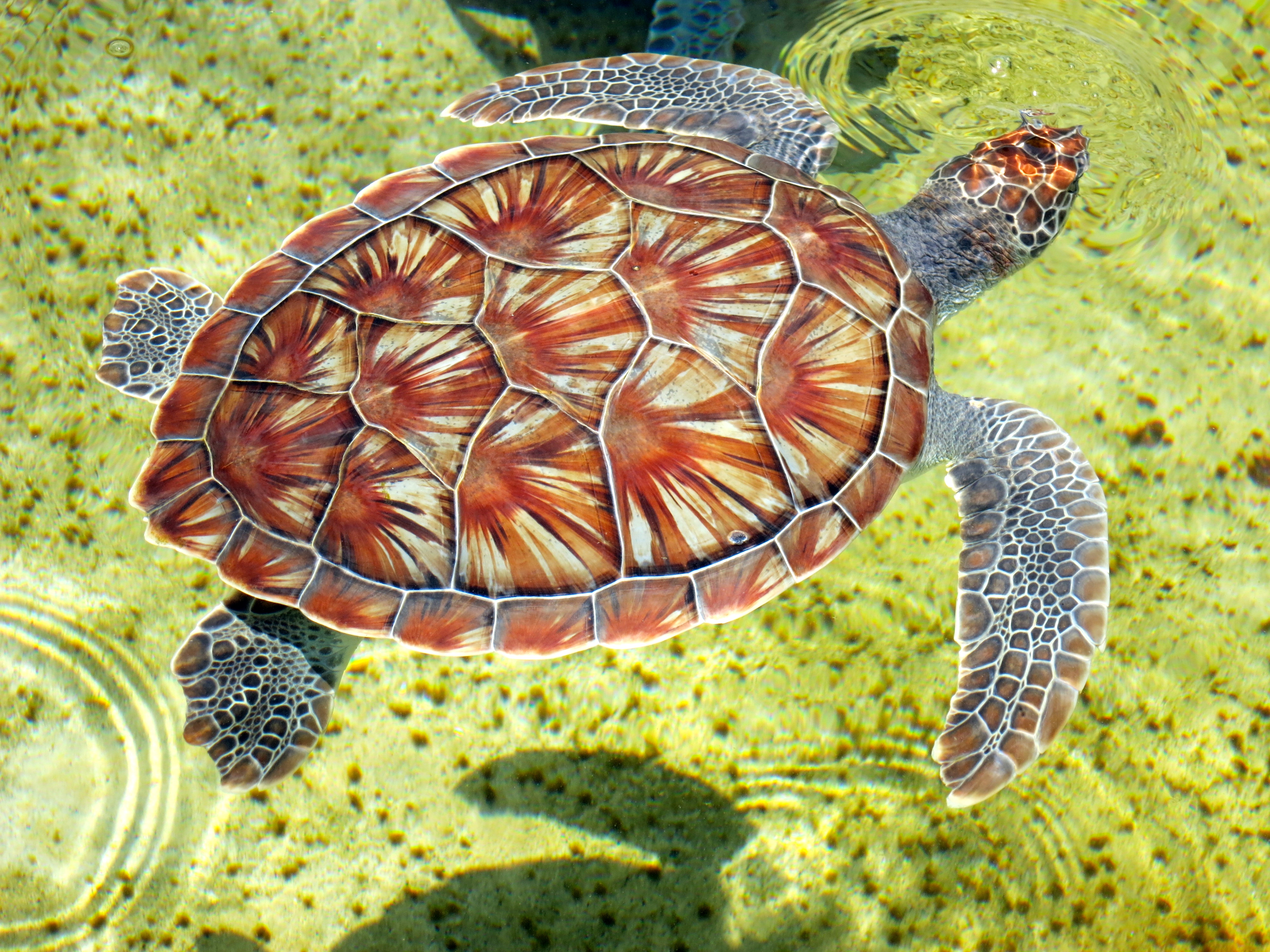 Box Turtles | Jug Bay Wetlands Sanctuary