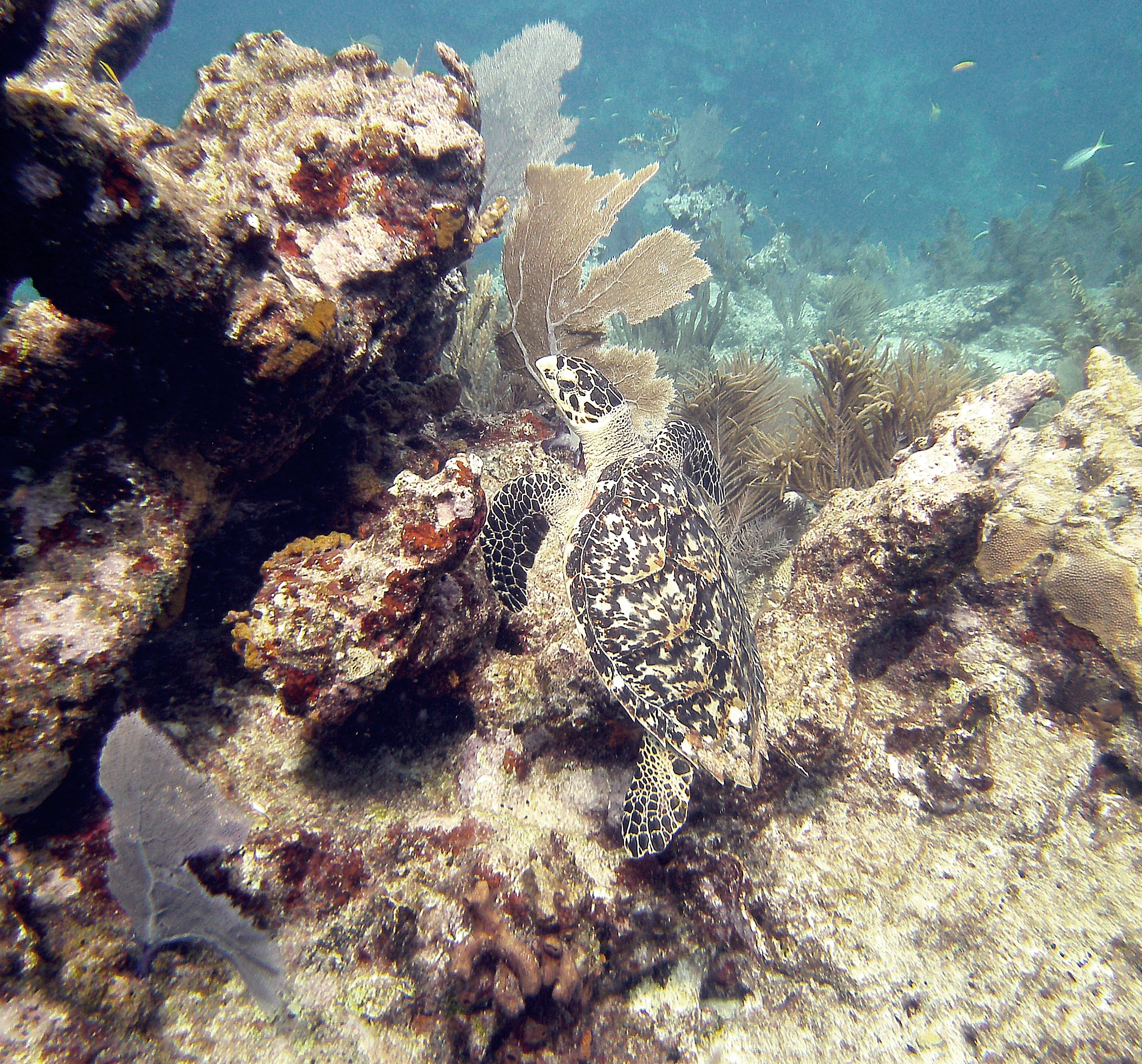 Turtle Crawling Up Key Largo Molassas Reef, Beach, Coral, Diving, Key largo, HQ Photo