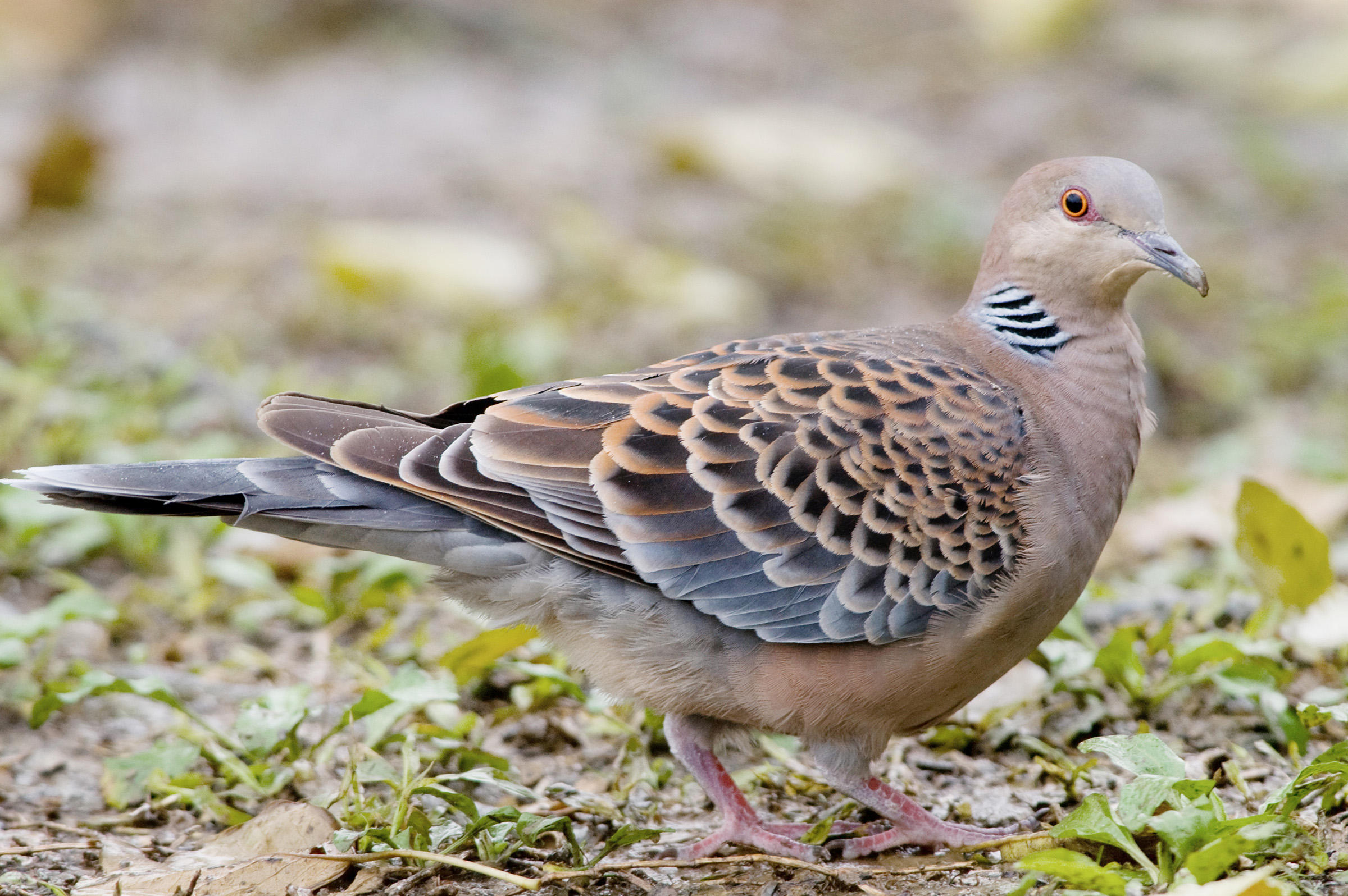 Oriental Turtle-Dove | Audubon Field Guide