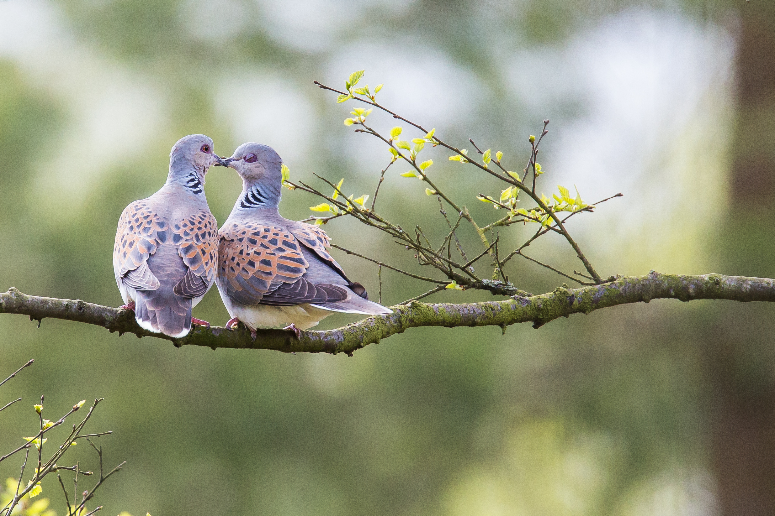 A Date with a Dove | The official blog for the North York Moors ...