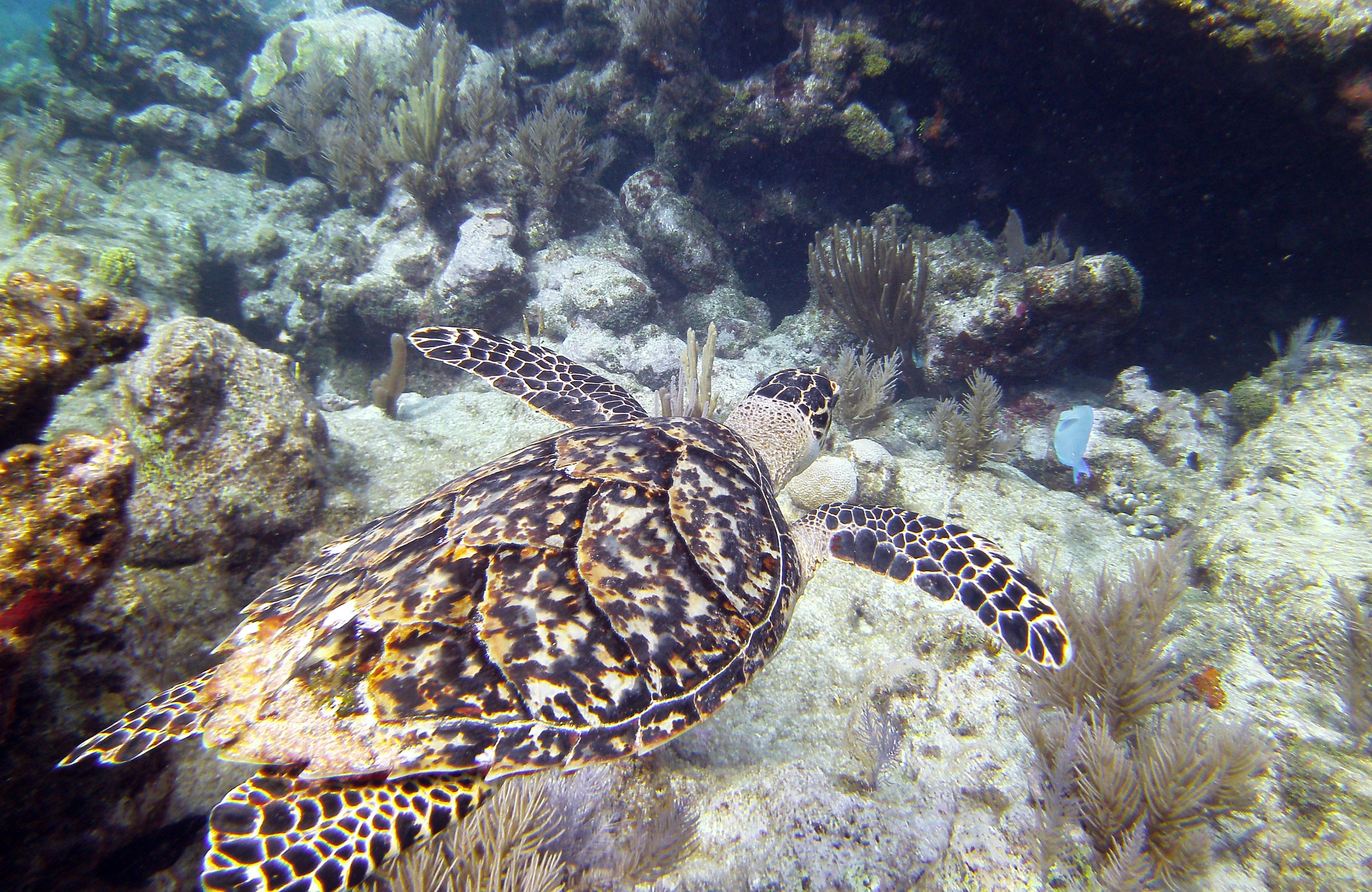Turtle eye view Molassas Reef Key Largo, Coral, Diving, Key largo, Molassass, HQ Photo