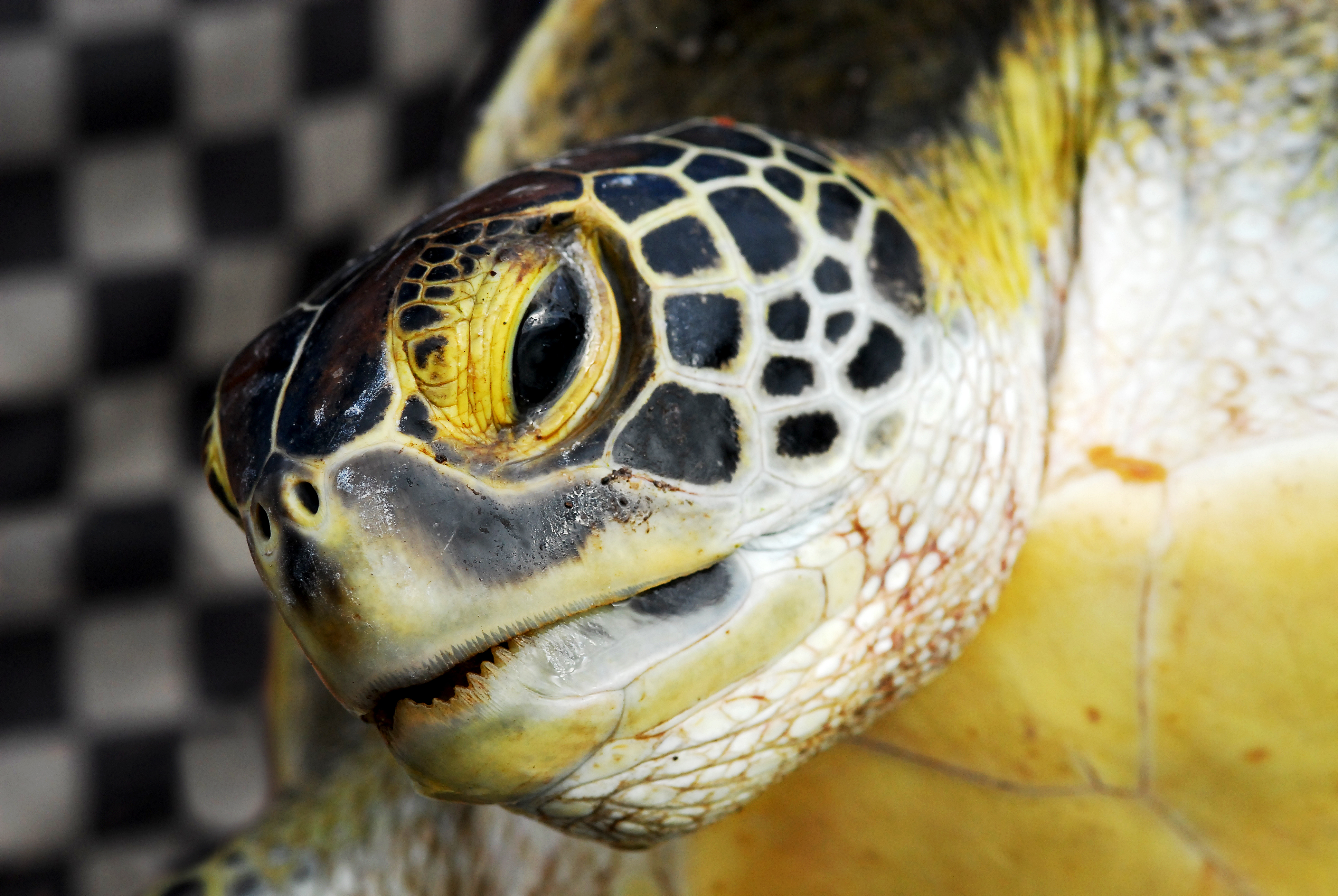 File:Turtle head from Port Moresby.jpg - Wikimedia Commons