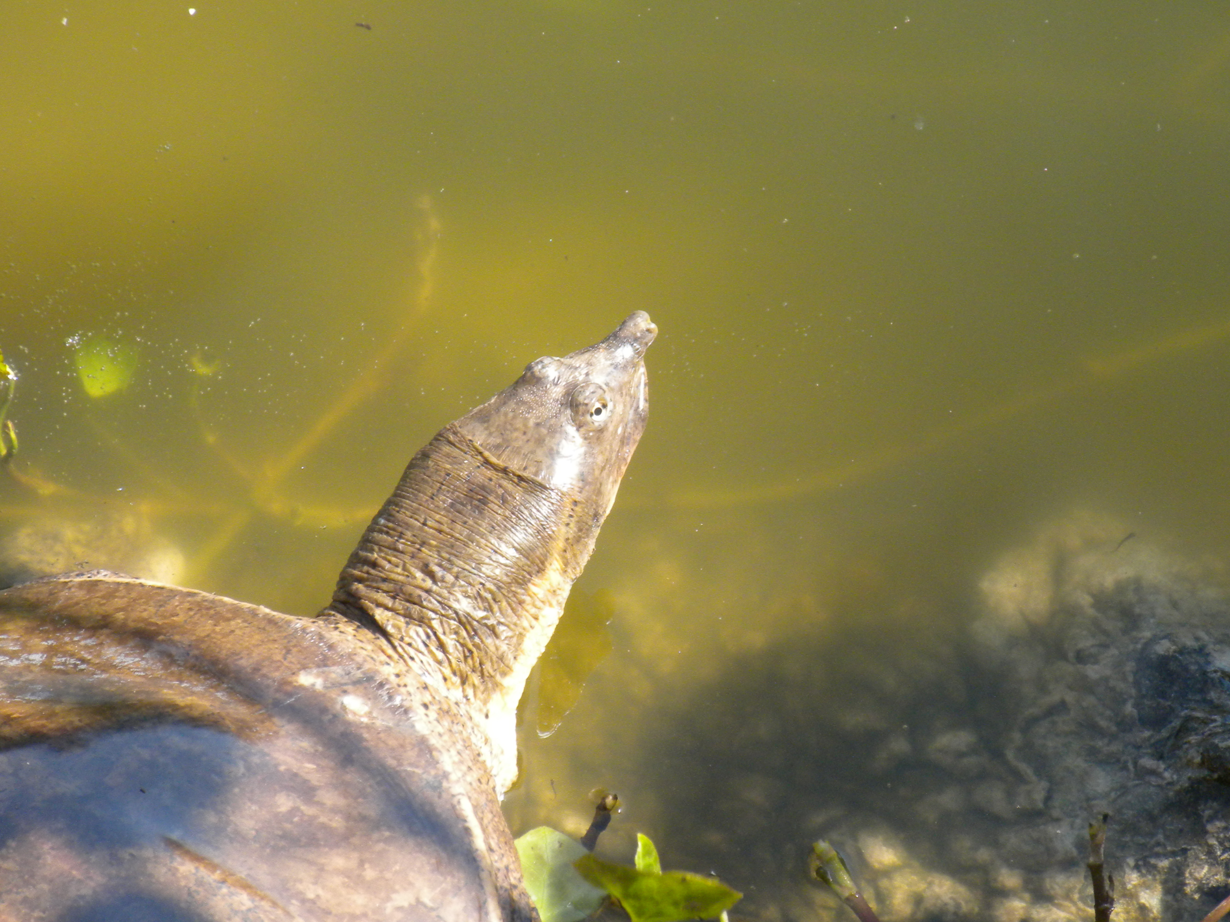 File:Turtle head.JPG - Wikimedia Commons