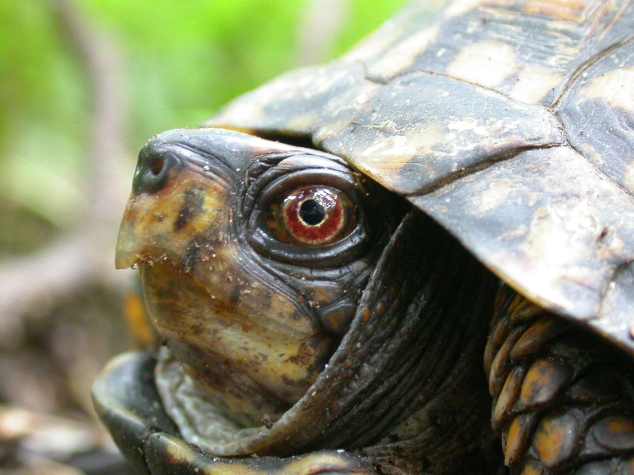 Free photo: Turtle head - Closeup, Eyes, Head - Free ...