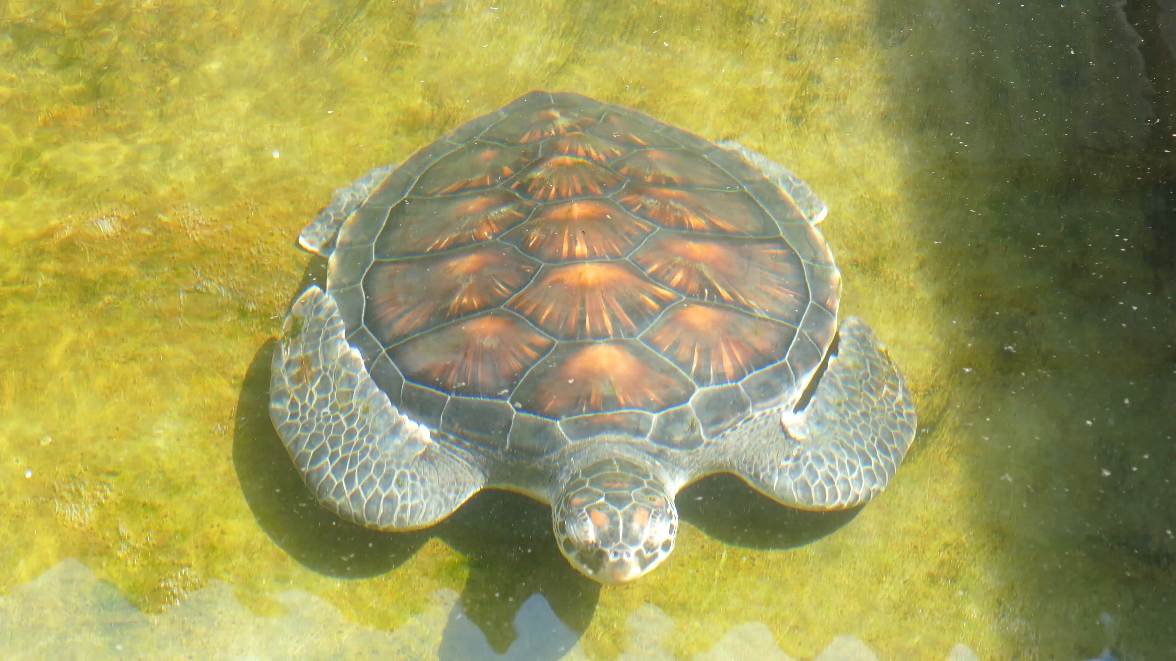 Sea turtle in basin - Sri Lanka 4k Stock Video Footage - Videoblocks