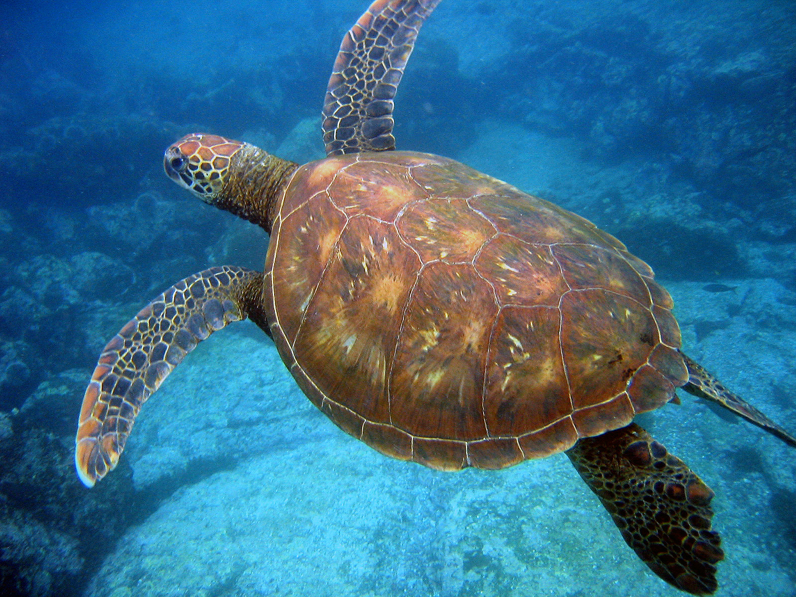 Nesting site protection 'key to save turtles from climate change ...