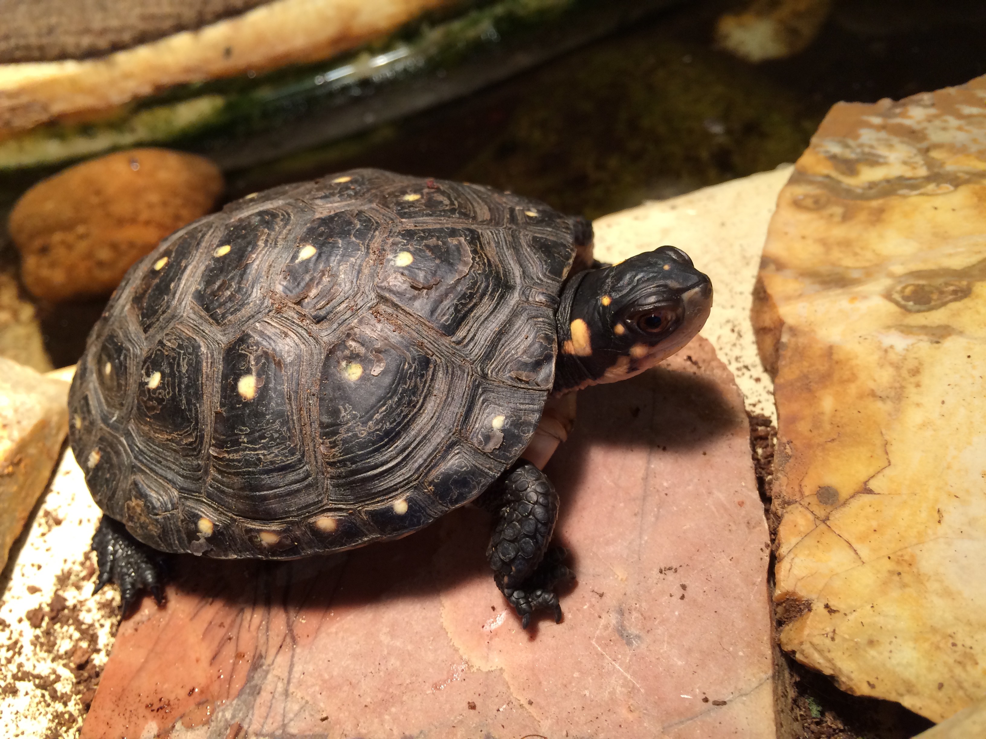 Spotted Turtle – Sarett Nature Center
