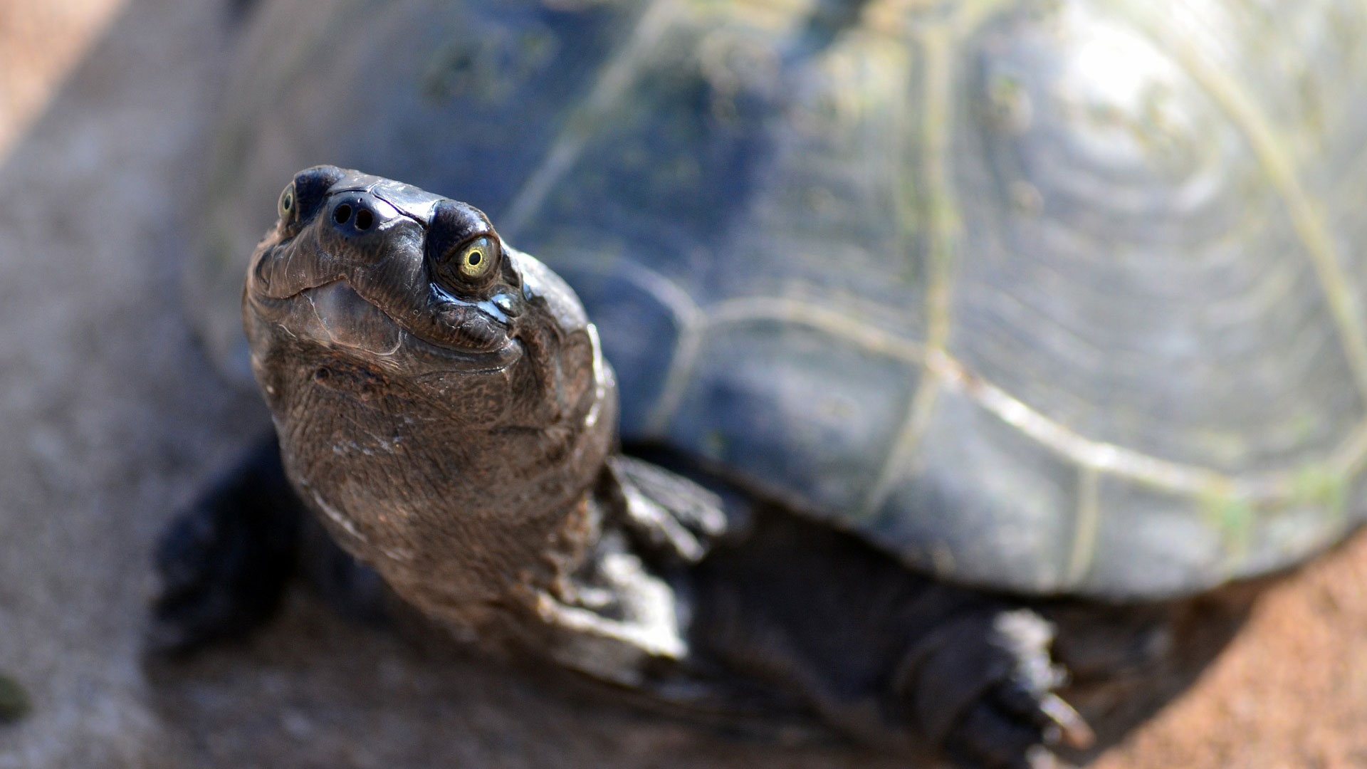 The Reptiles: Turtles and Tortoises | About | Nature | PBS