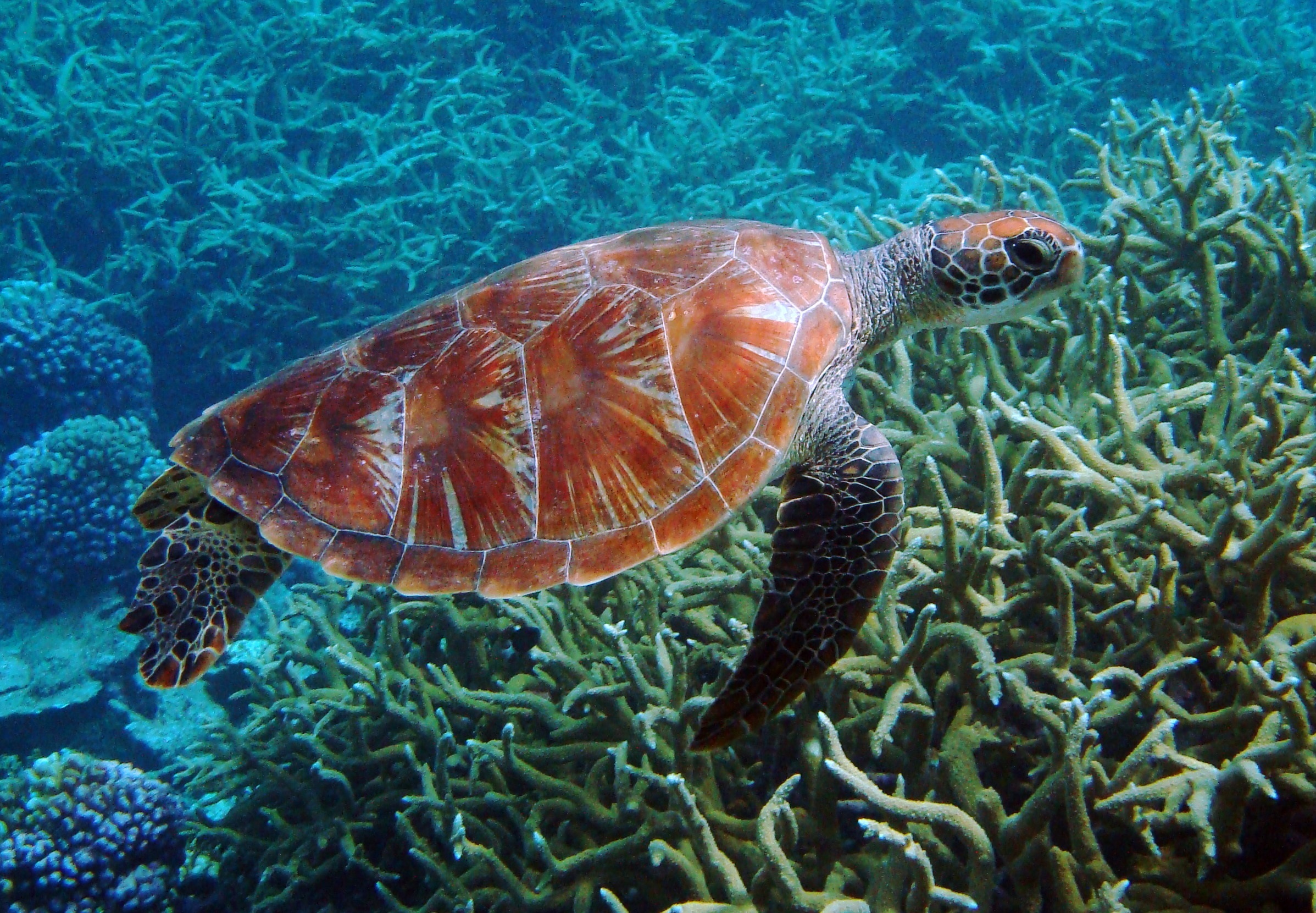 Фауна океанов. Черепаха Каретта-Каретта. Черепахи Тихого океана. Морские жители. Подводные обитатели.