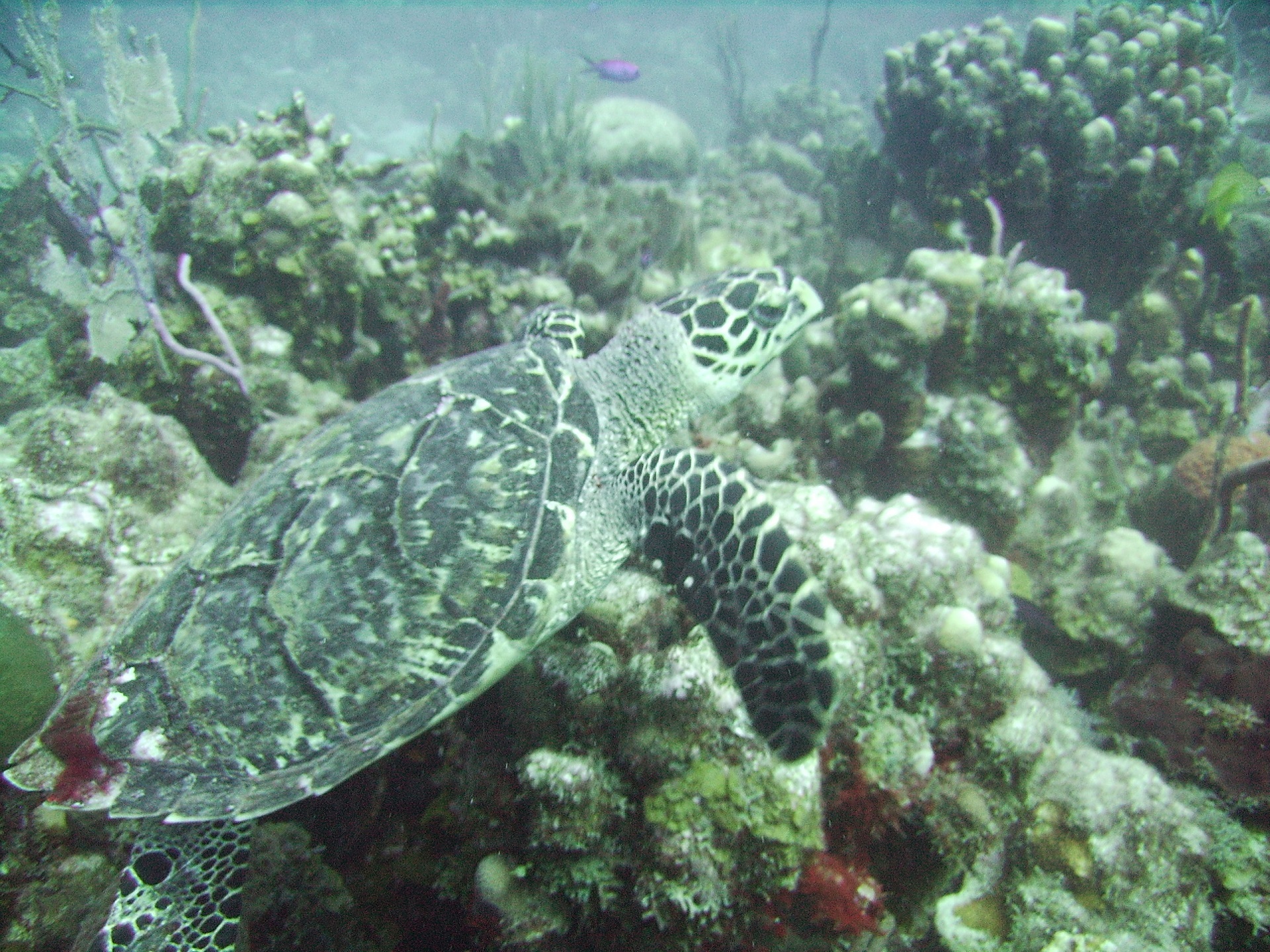 Turtle in the ocean photo
