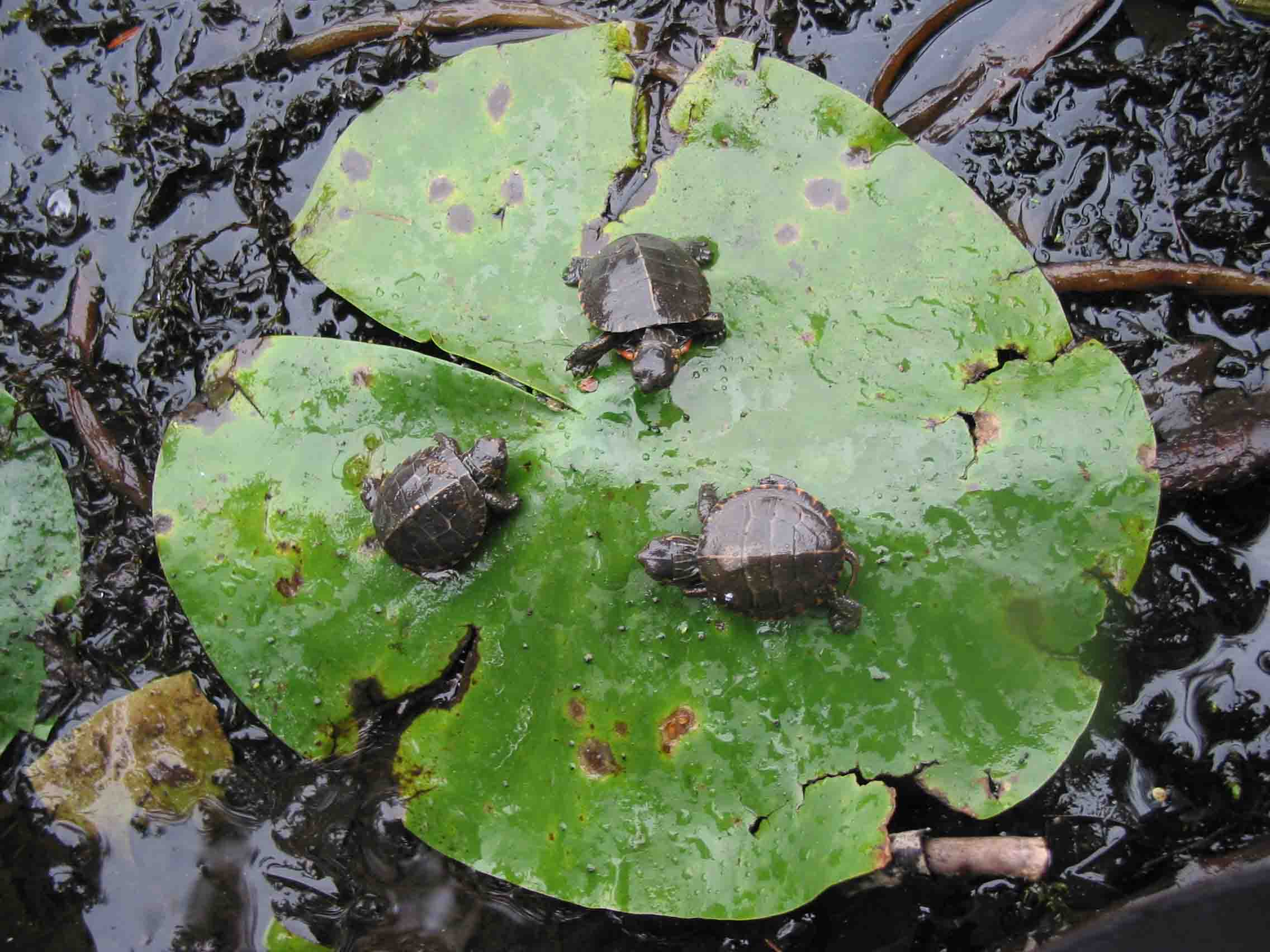 Baby Painted Turtles Migrating to Ponds | Naturally Curious with ...