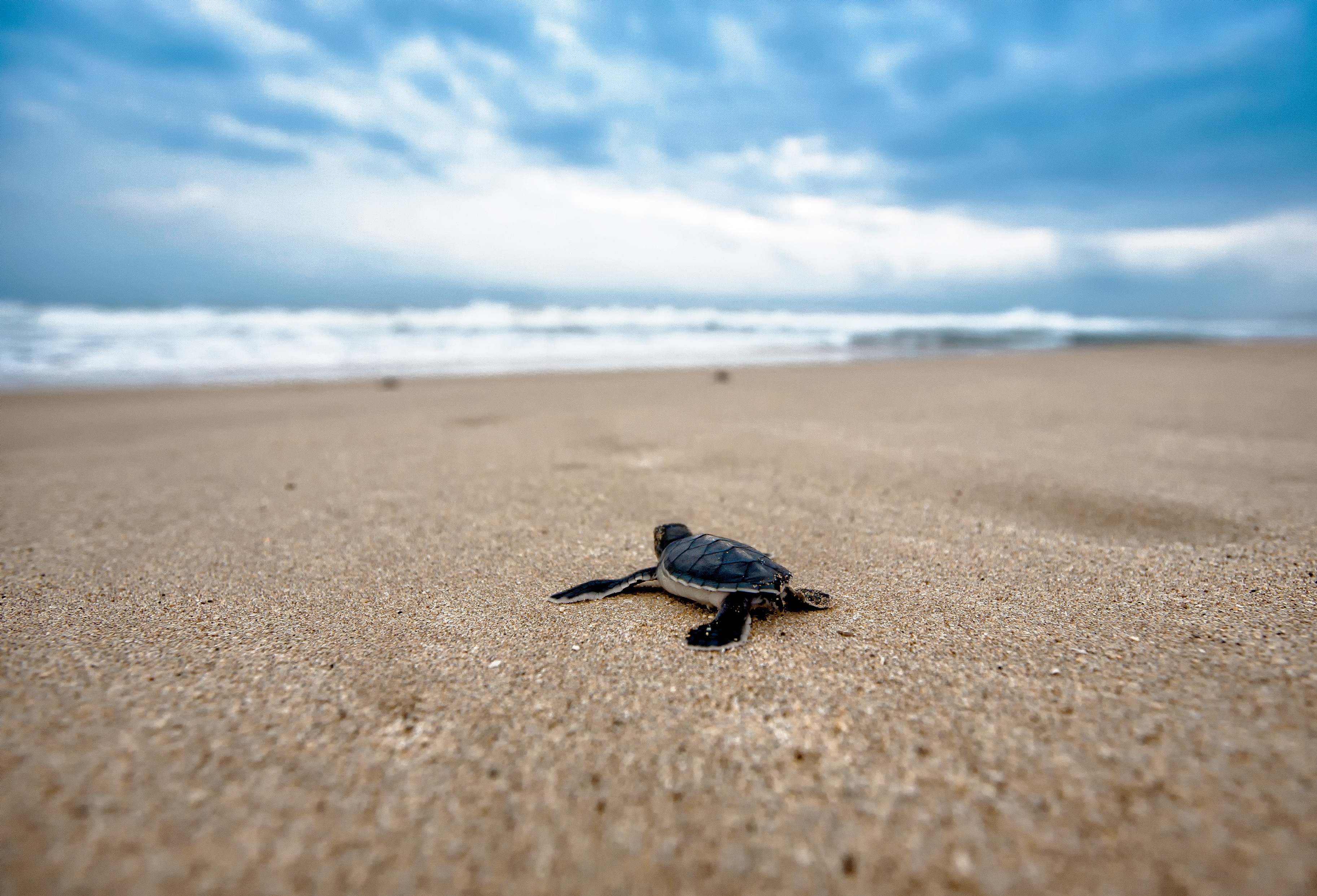 Turtle on the beach photo