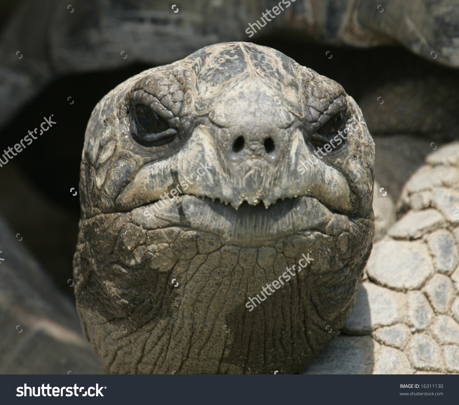 stock-photo-a-close-up-of-the-face-of-a-galapagos-turtle-16311130 ...