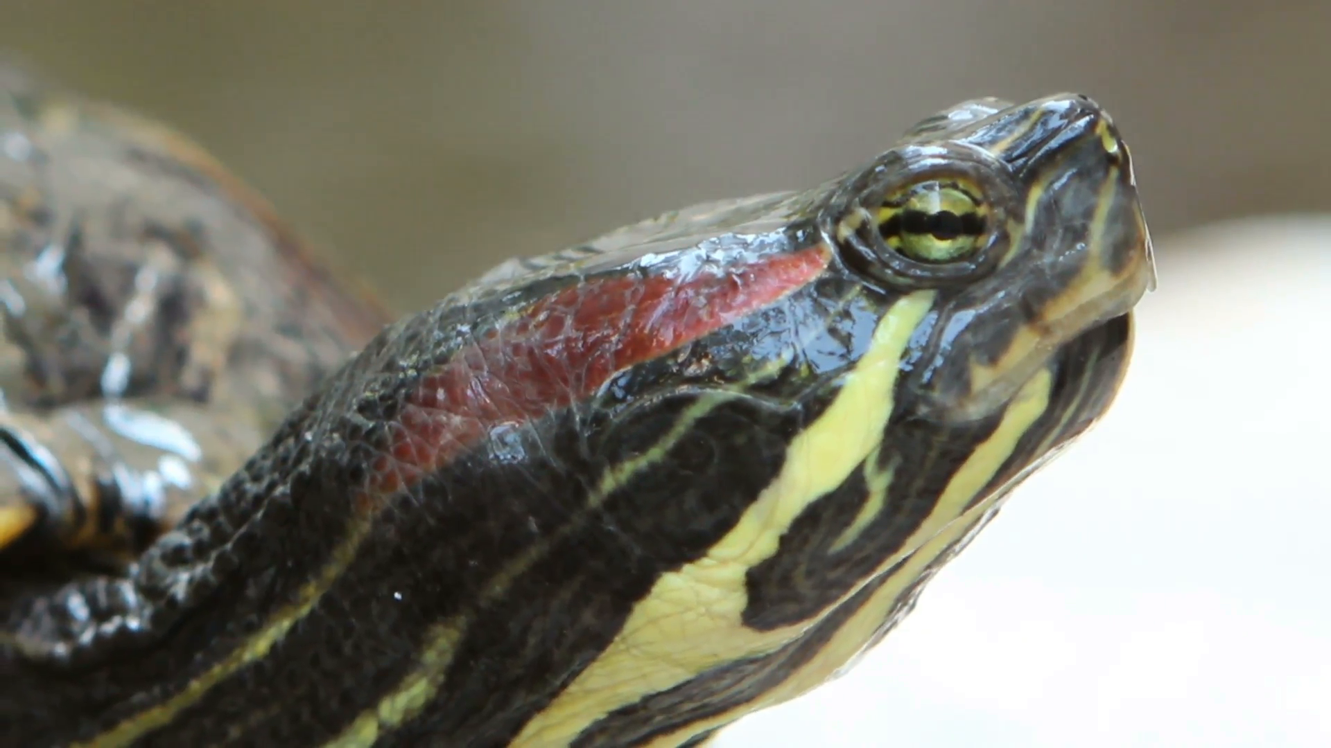 Description Close up HD footage of a Red-Eared Slider, a common pet ...