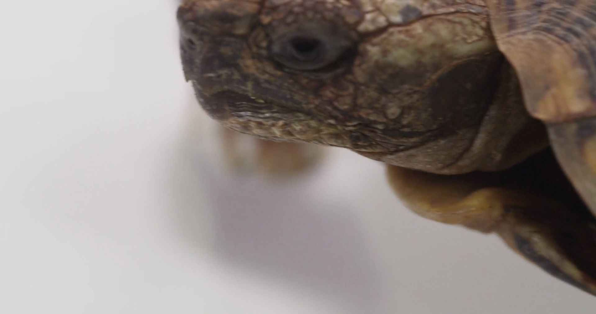 Pancake turtle close up face Stock Video Footage - VideoBlocks