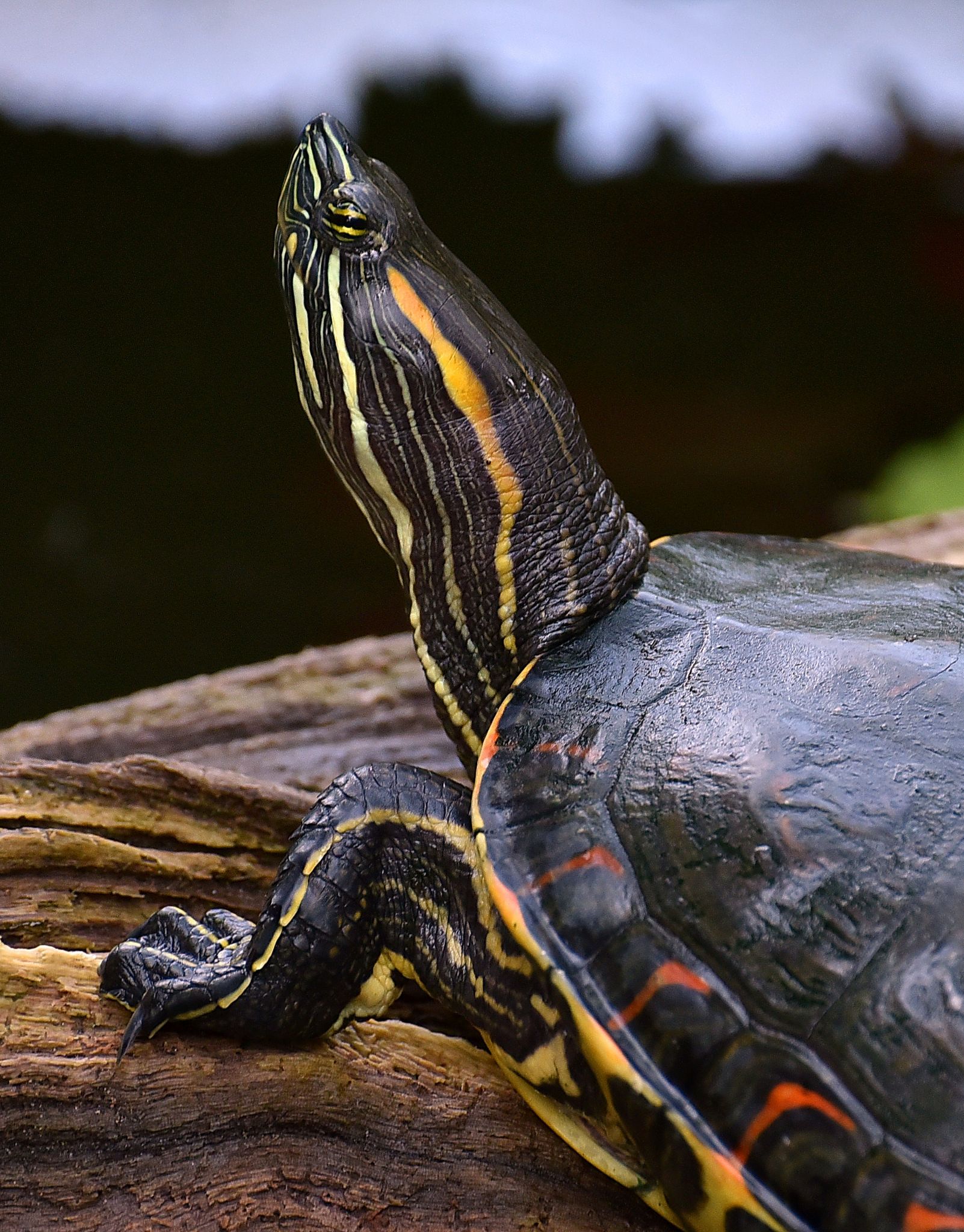 Painted Turtle sunning itself at Tortuguero National Park ...