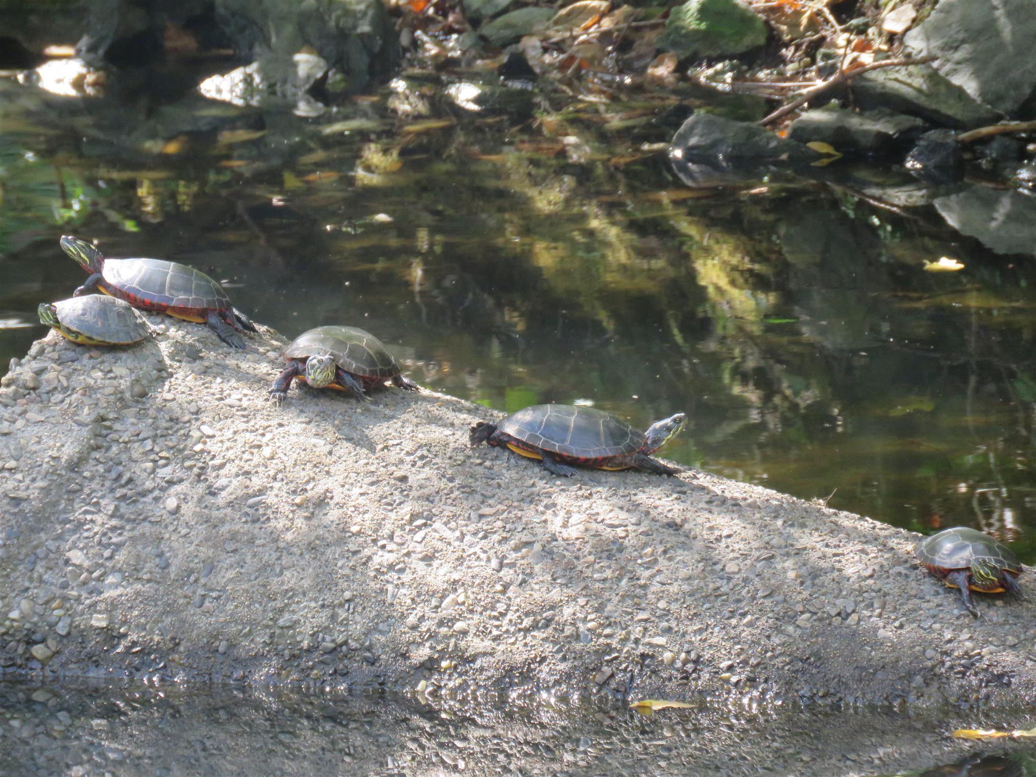 Turtles sunning themselves, Blackstone River Greenway (RI) | 135634 ...