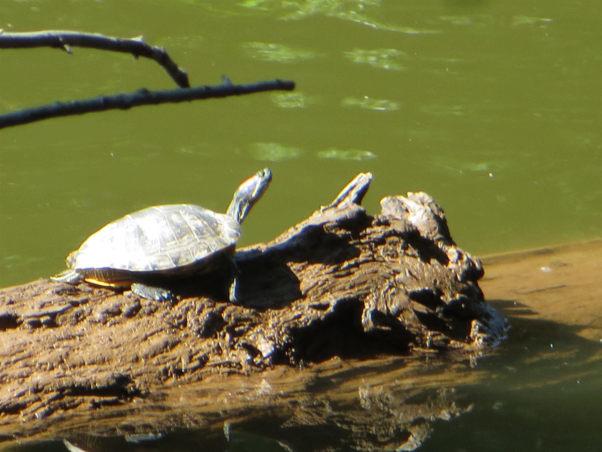 Turtles on Log, Schuylkill River Trail | 59887 | TrailLink.com