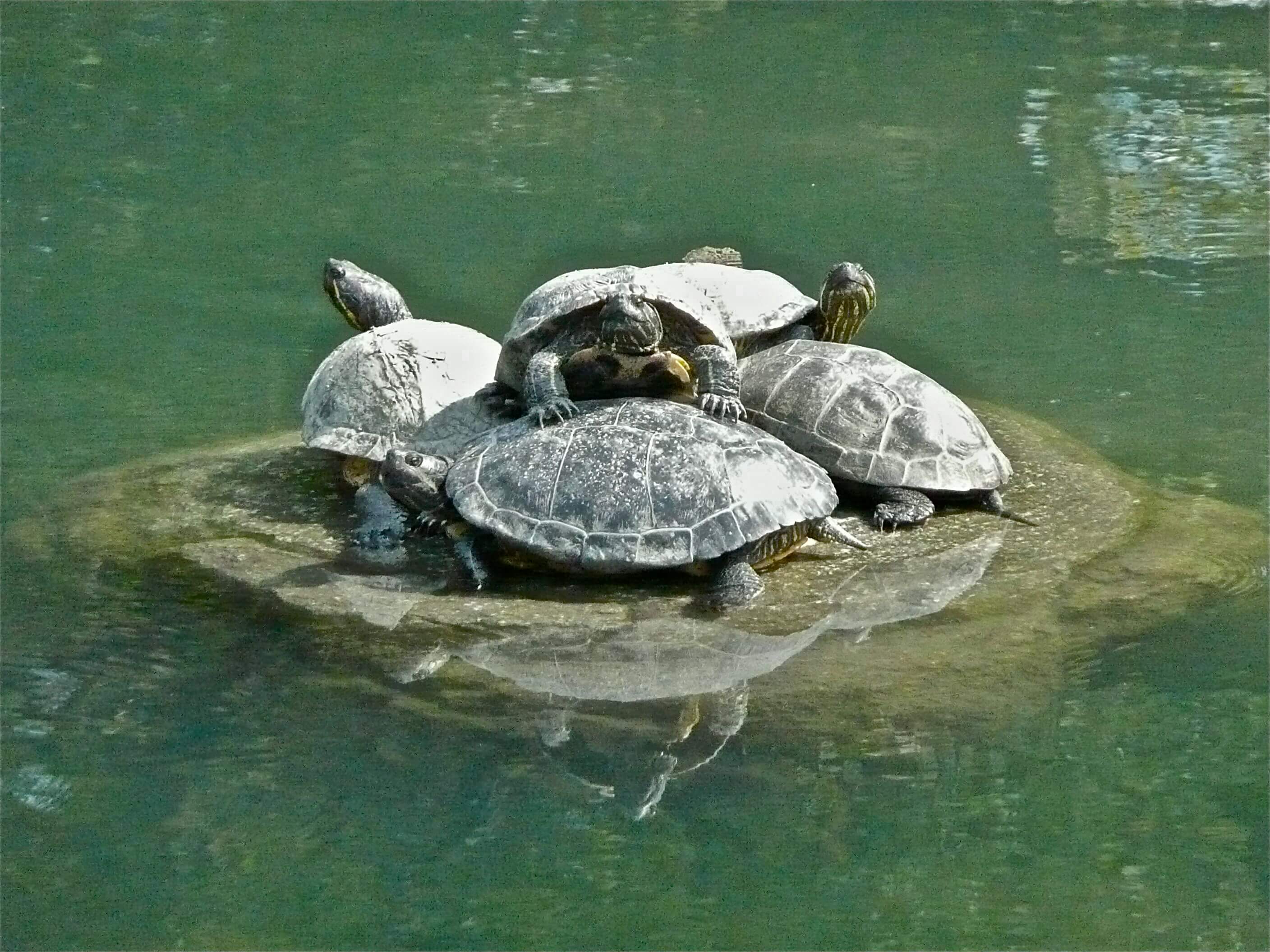 Roundup - The Best Turtle Dock for Large Turtles | TurtleHolic