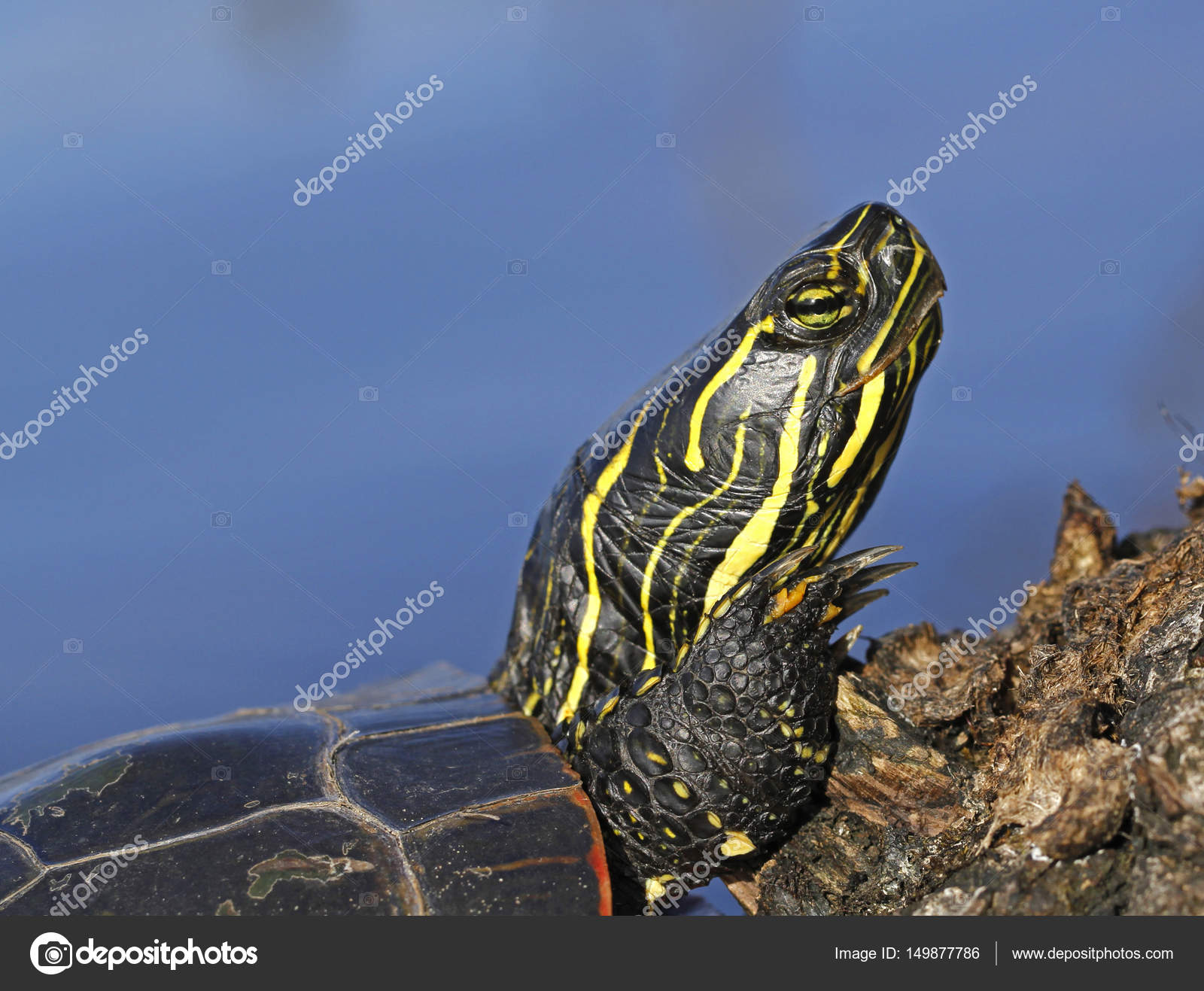 Western painted turtle — Stock Photo © juerpa #149877786