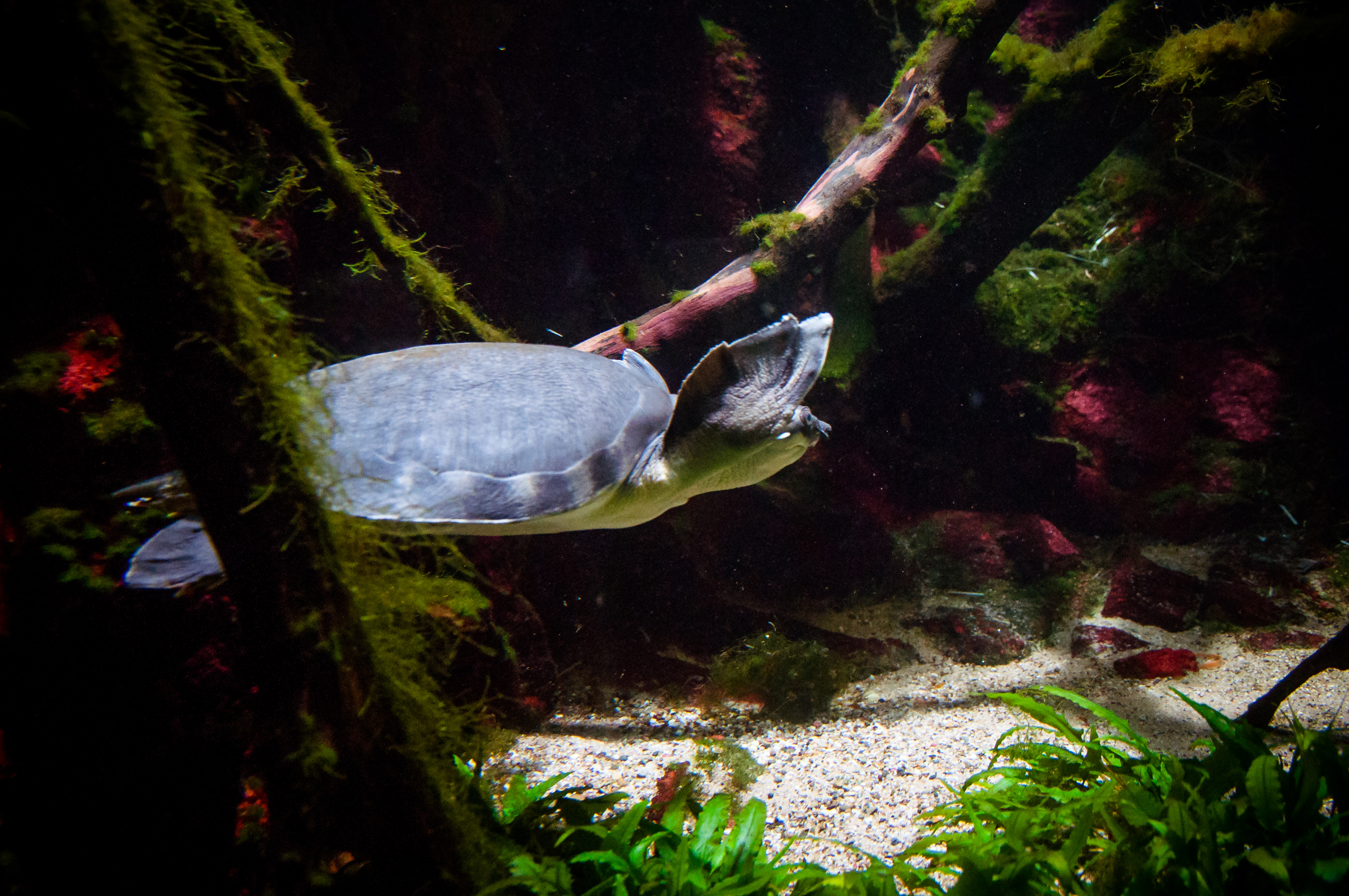 Turtle swimming photo