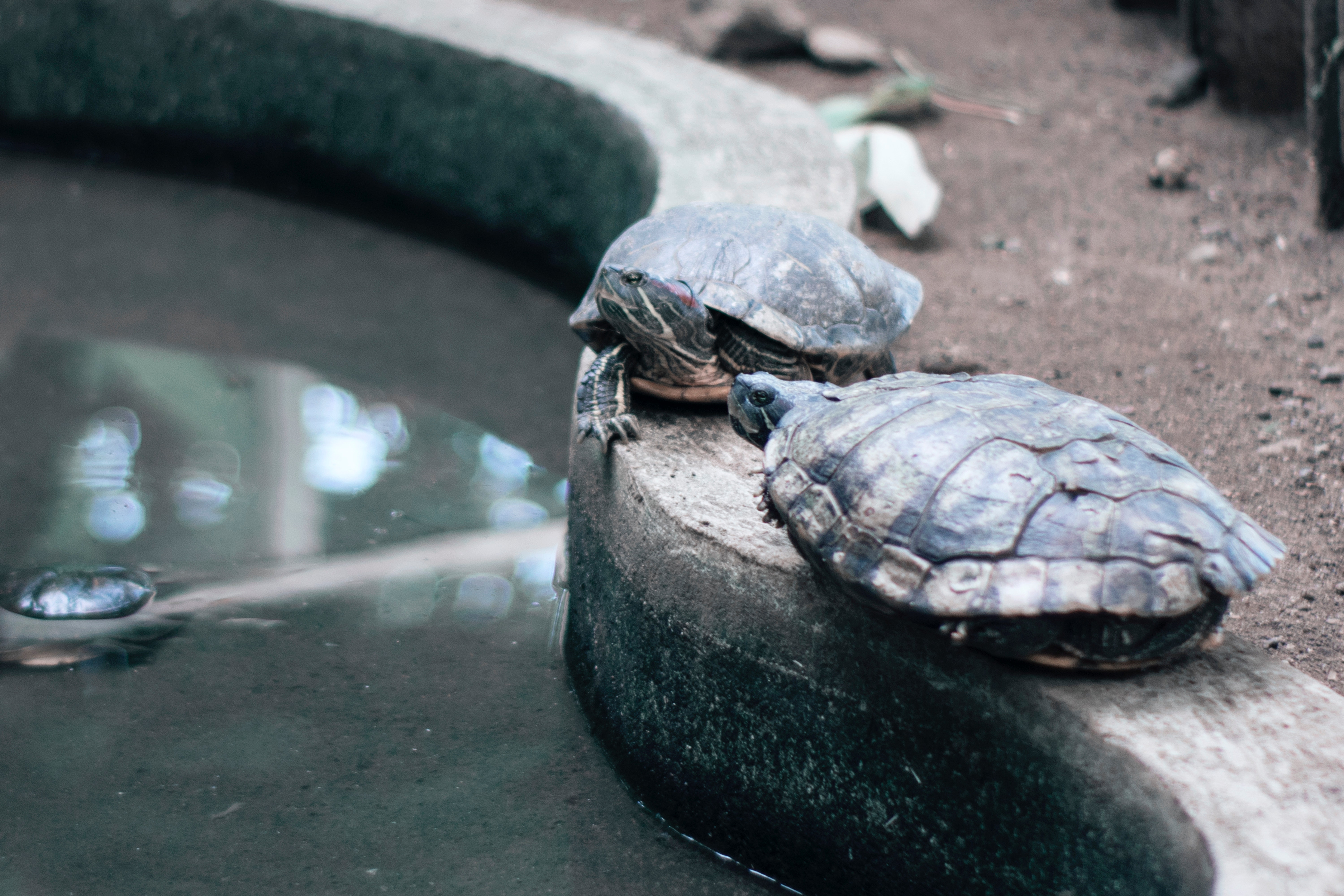 Черепахи без воды. Черепаха в пруду. Черепаха в зоопарке.