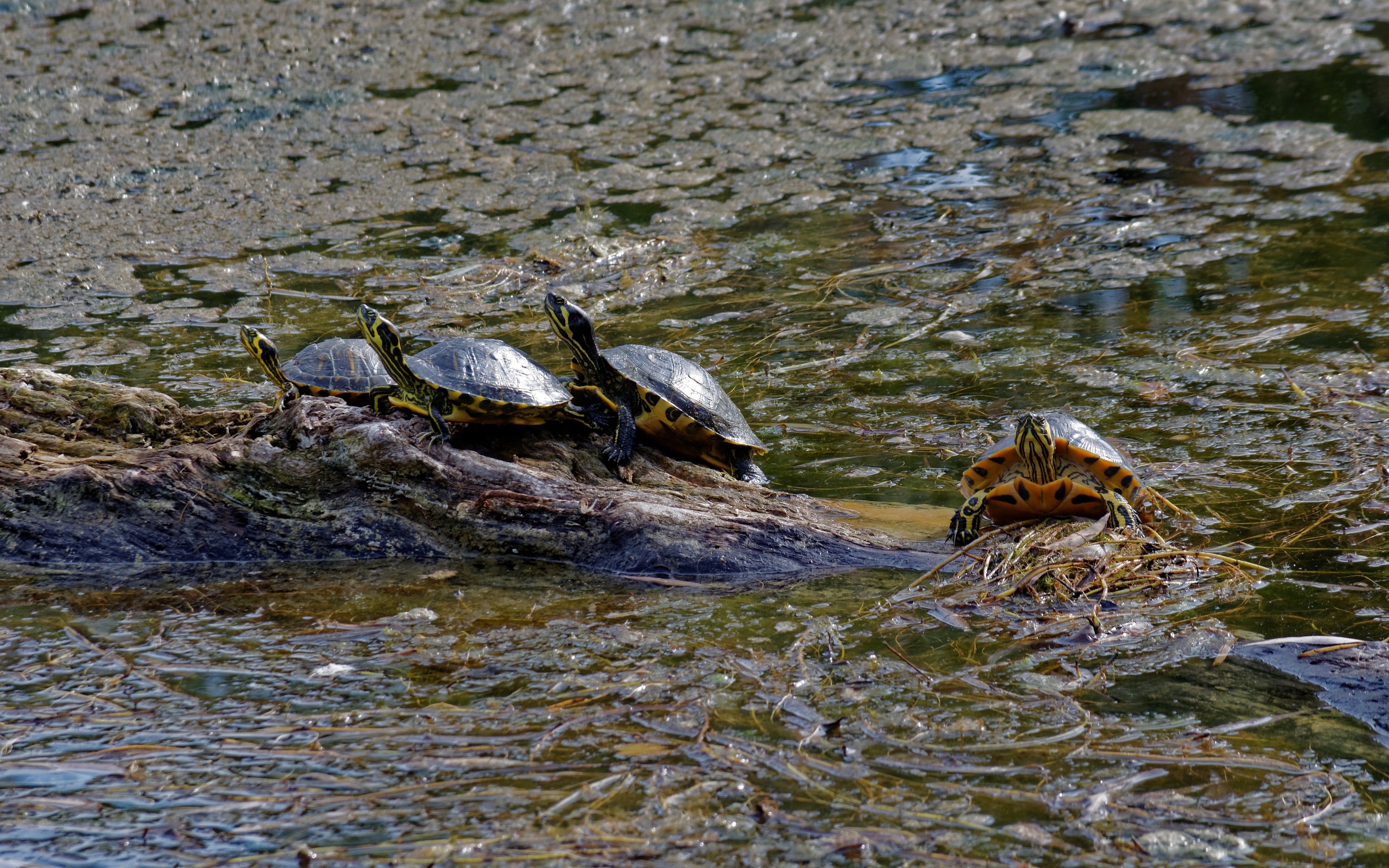 Turtles on brown rock near body of water photo