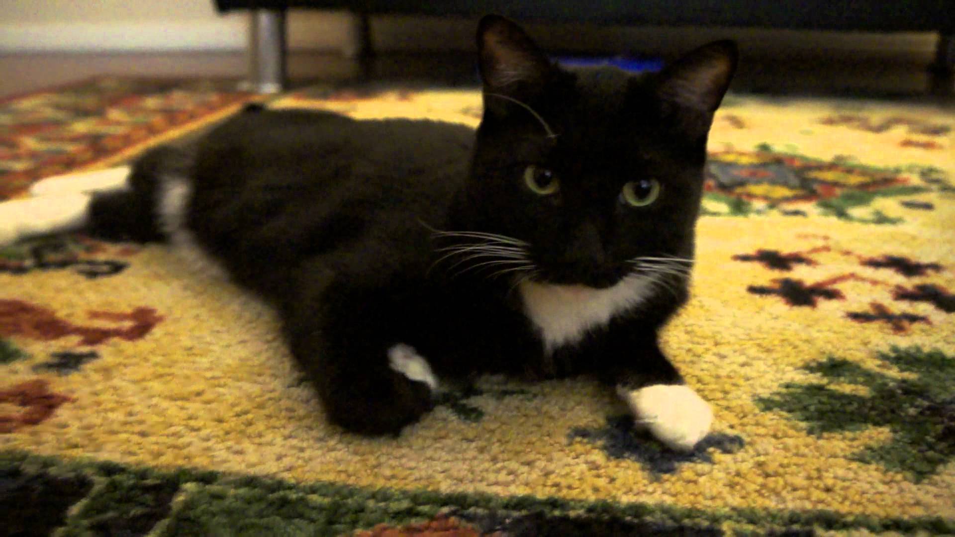 Max The Tuxedo Cat record with Sony NEX-5N 1080p 60Fps low light ...