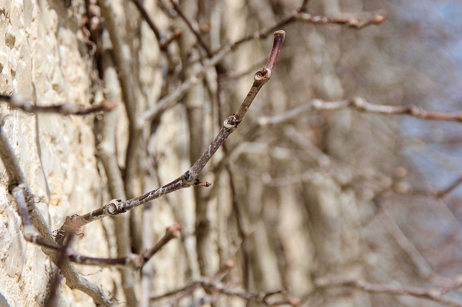 Dry Twigs Background Free Stock Photo - Public Domain Pictures