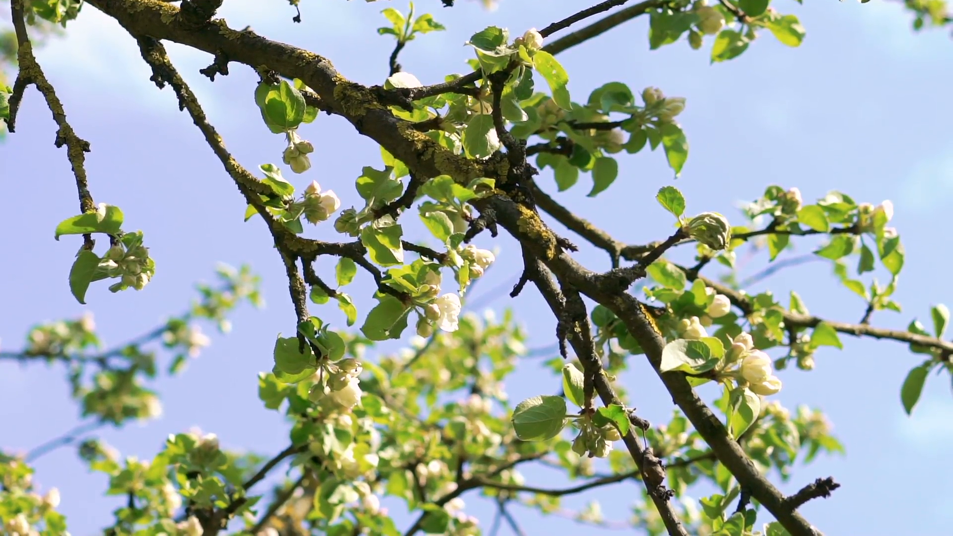 Old apple-tree twigs on sky background Stock Video Footage - Videoblocks
