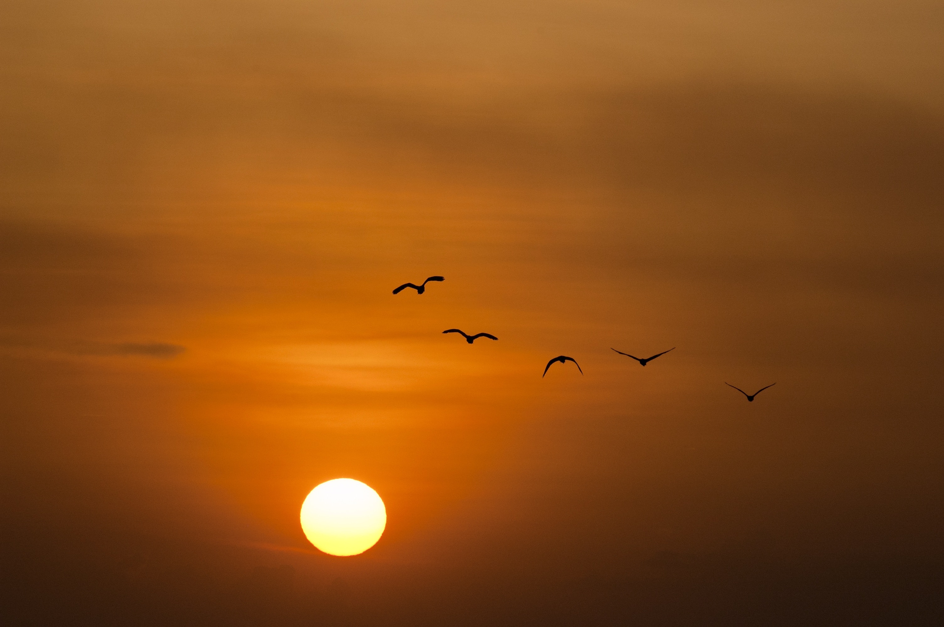 Birds Silhouette during Sunset · Free Stock Photo