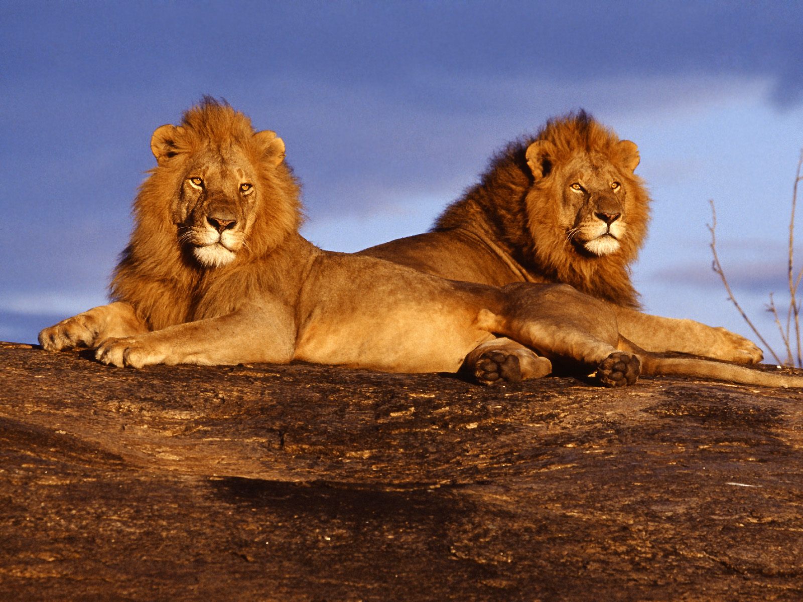 Twin lions photo