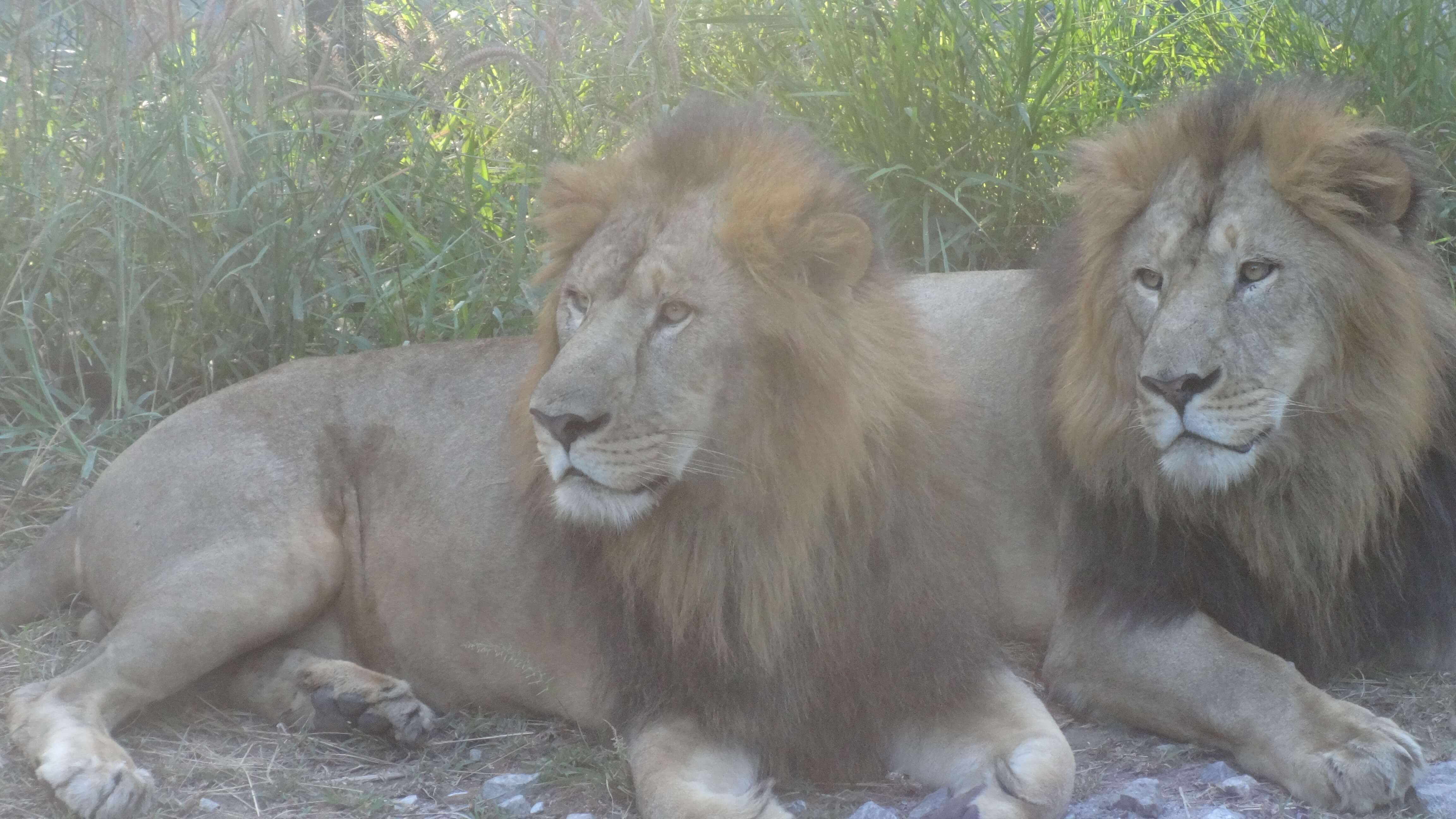 File:Banerghatta national park twin lions.jpg - Wikimedia Commons