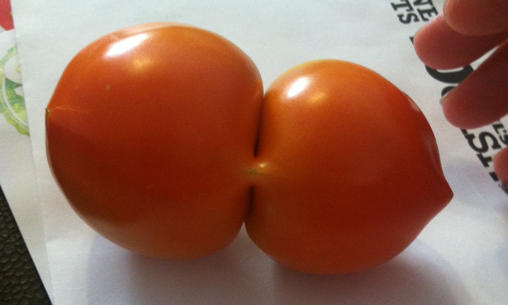 A siamese-twin tomato from Tomato Dirt-er Valerie Hager! | Quirky ...