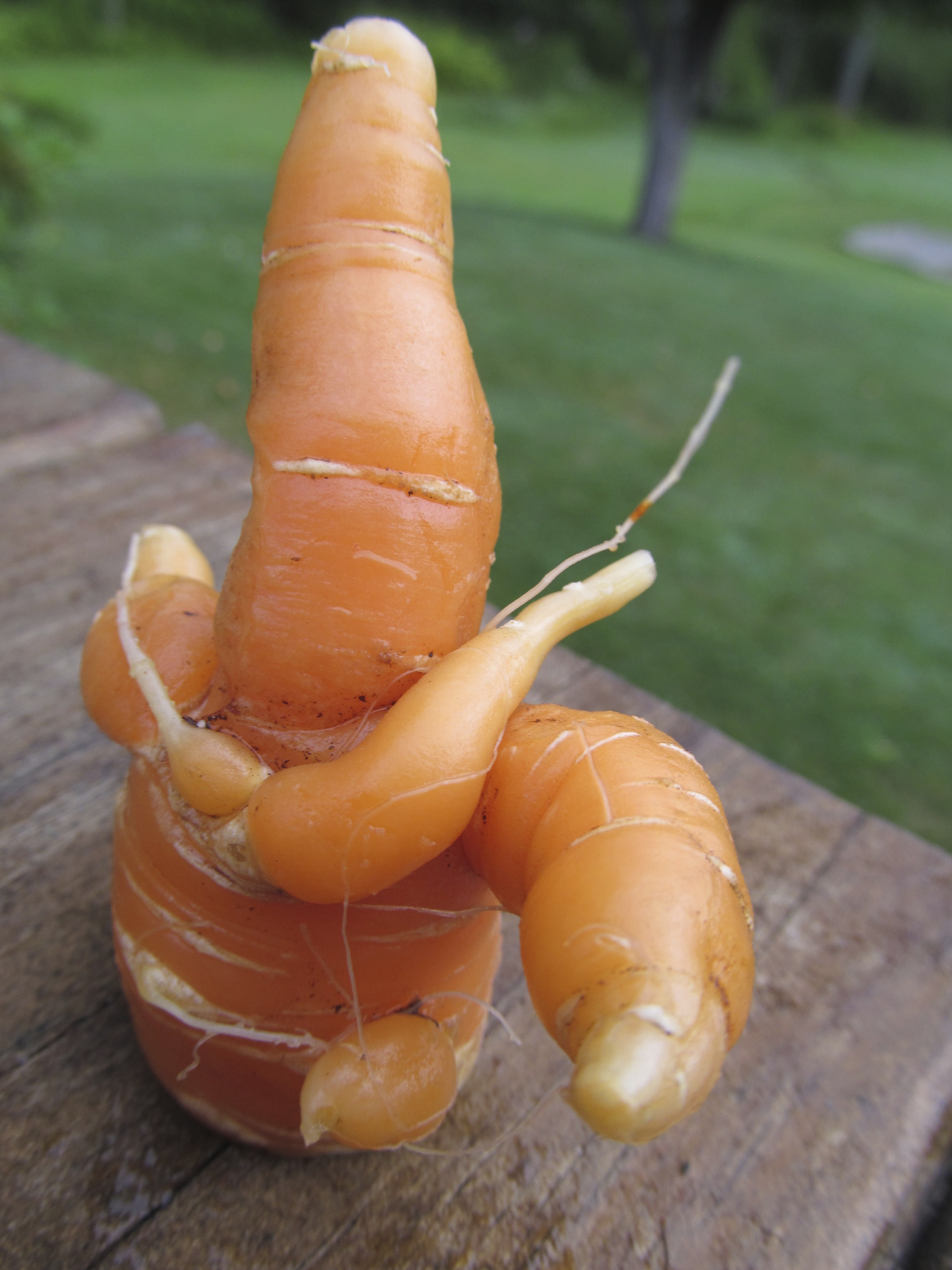 Merrymaking The Twisted Carrot | cindyeksuzian